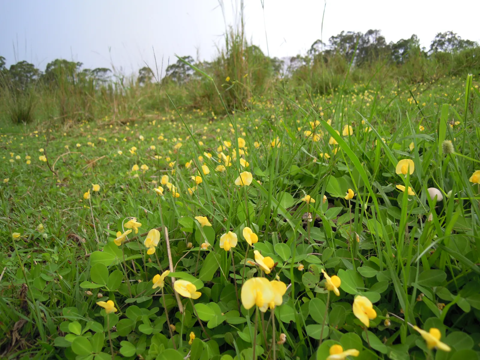 Perennial Peanut (Arachis Glabrata) — it's an excellent turf alternative