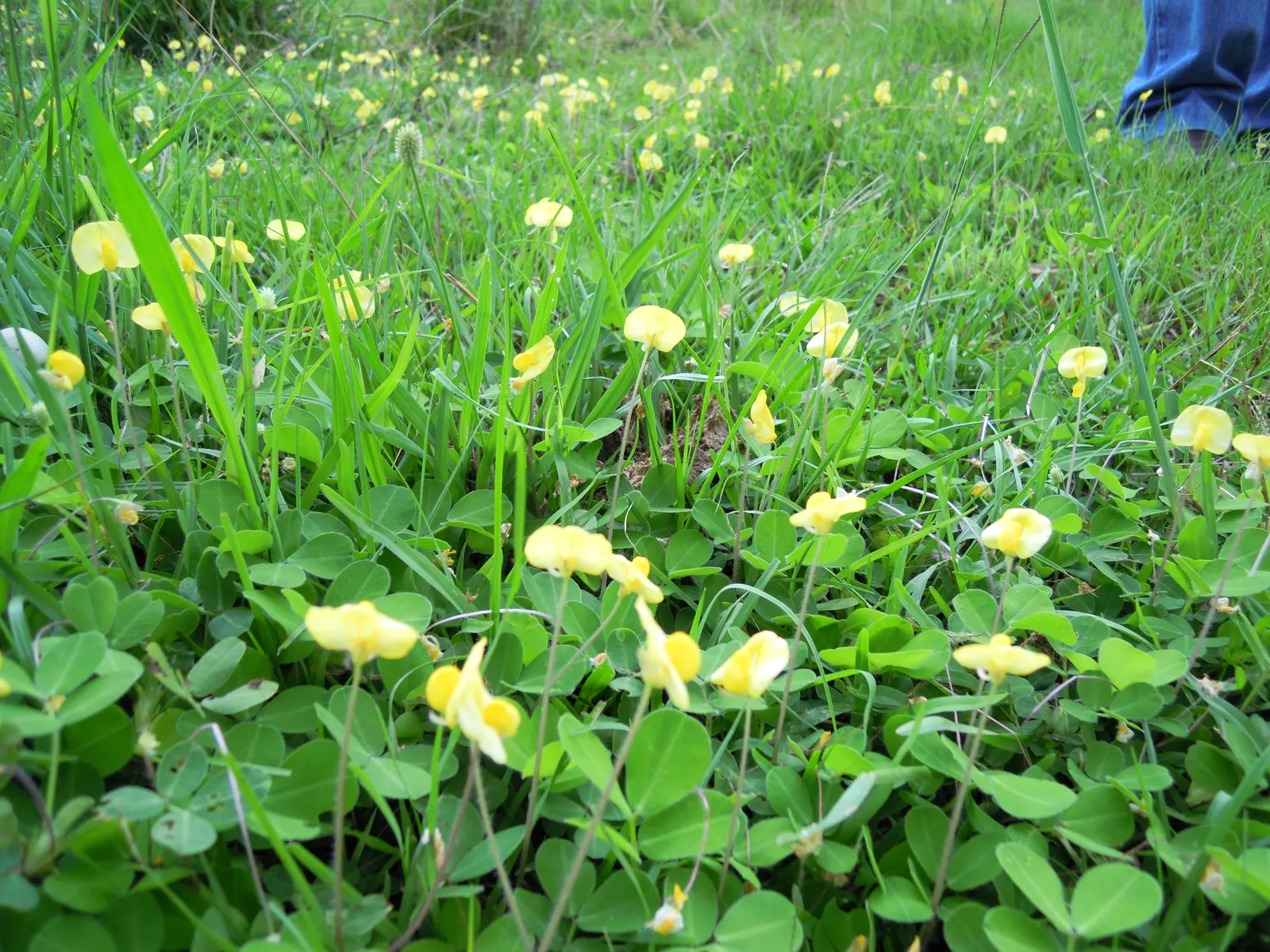 Perennial Peanut (Arachis Glabrata) — which bloom throughout the warmer months