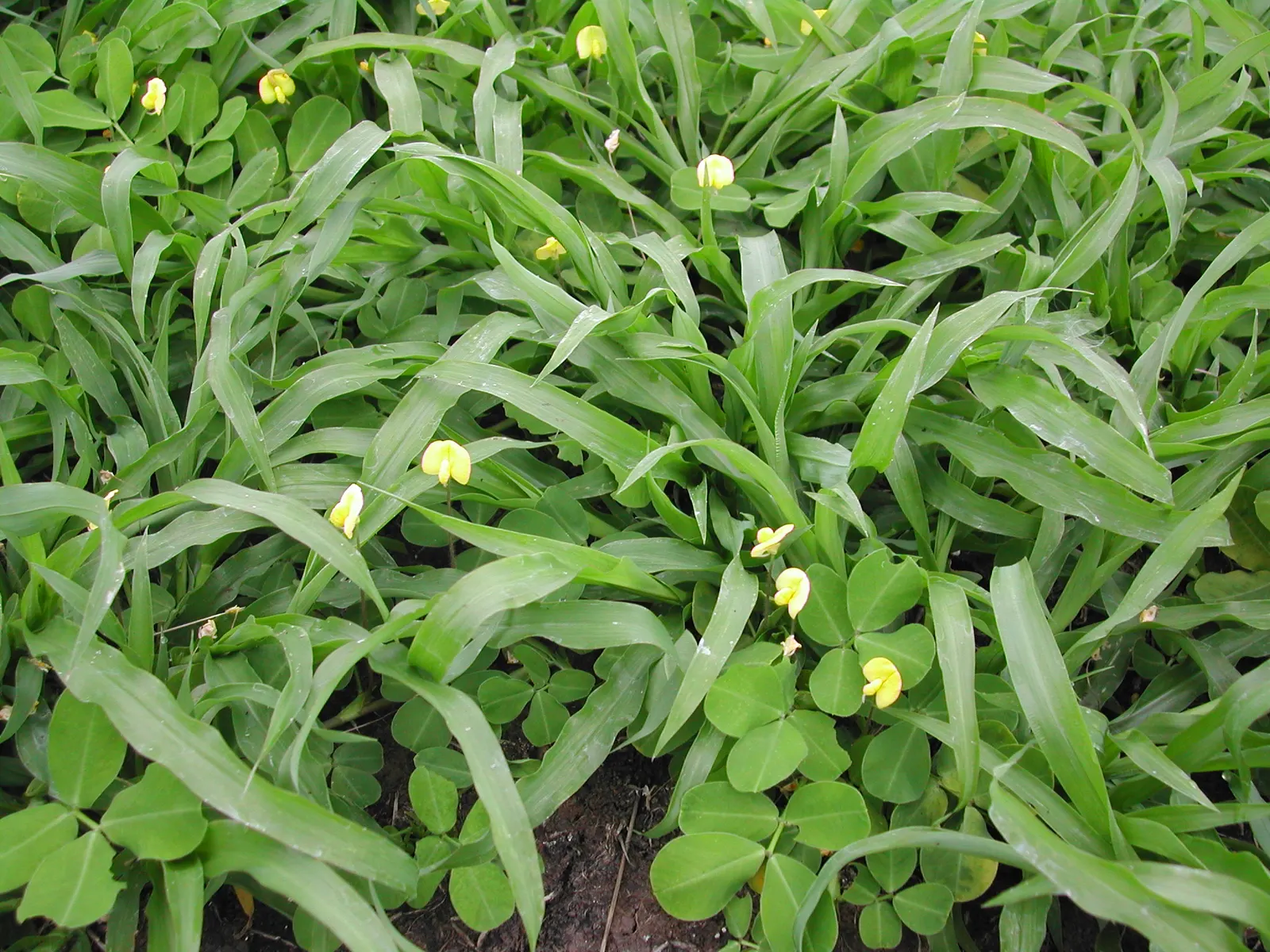 Perennial Peanut (Arachis Glabrata) — low-growing legume groundcover that reaches 6-12 inches in height