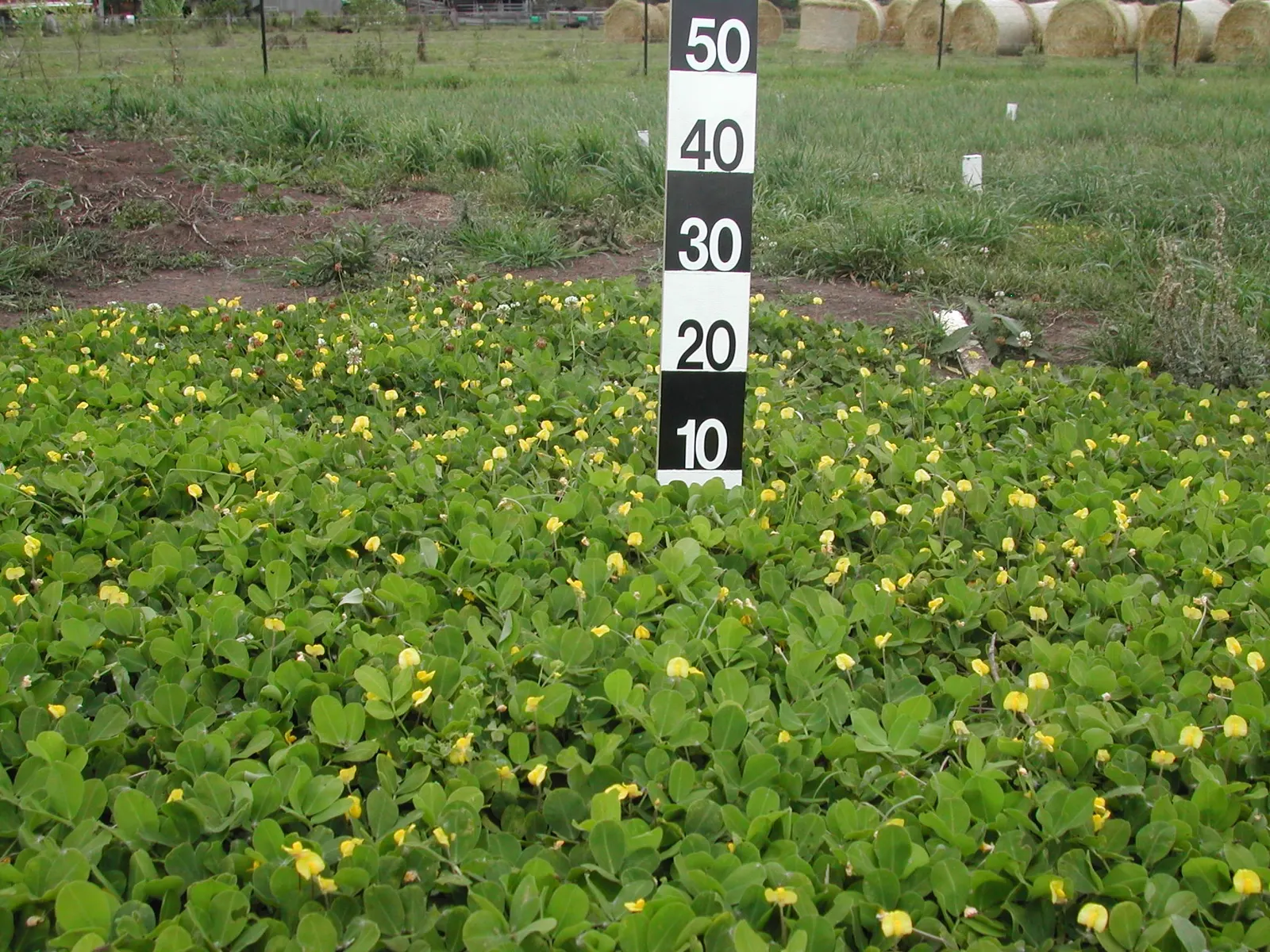 Perennial Peanut (Arachis Glabrata) — with a growth height ranging from 6 to 12 inches