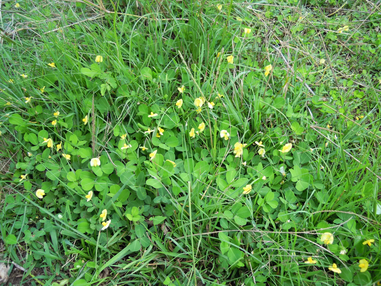 Perennial Peanut (Arachis Glabrata) — typically from late spring through early fall.<br><br>As a perennial
