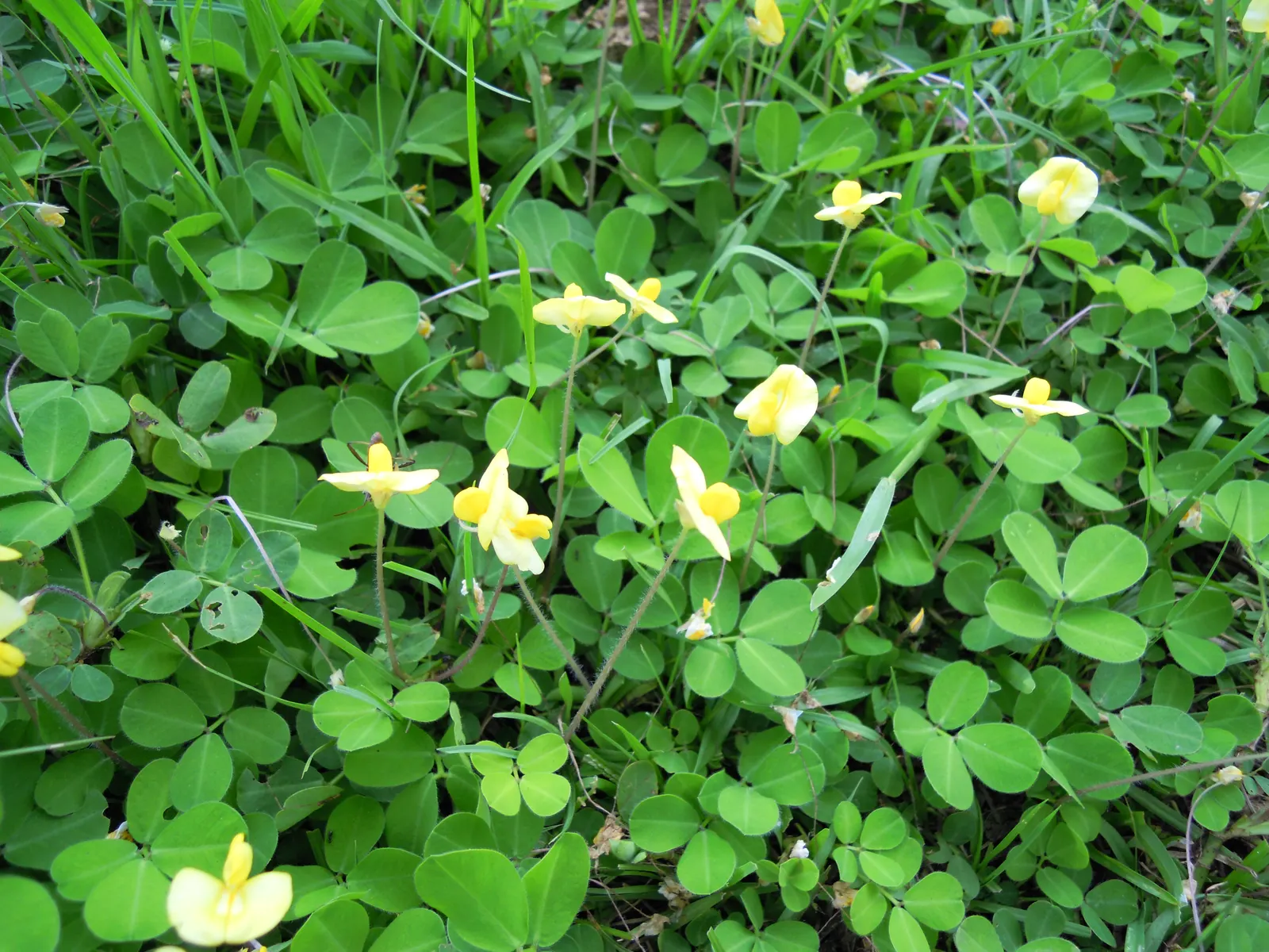 Perennial Peanut (Arachis Glabrata) — With efficient drought tolerance once established
