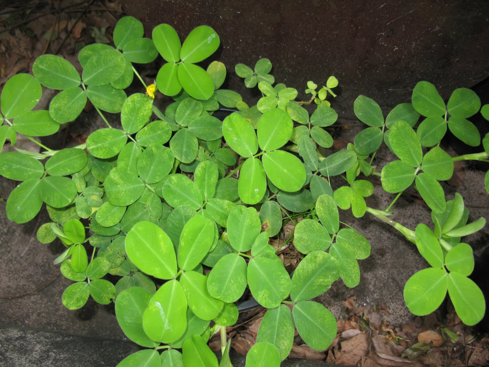 Perennial Peanut (Arachis Glabrata) — while also competing effectively against weeds