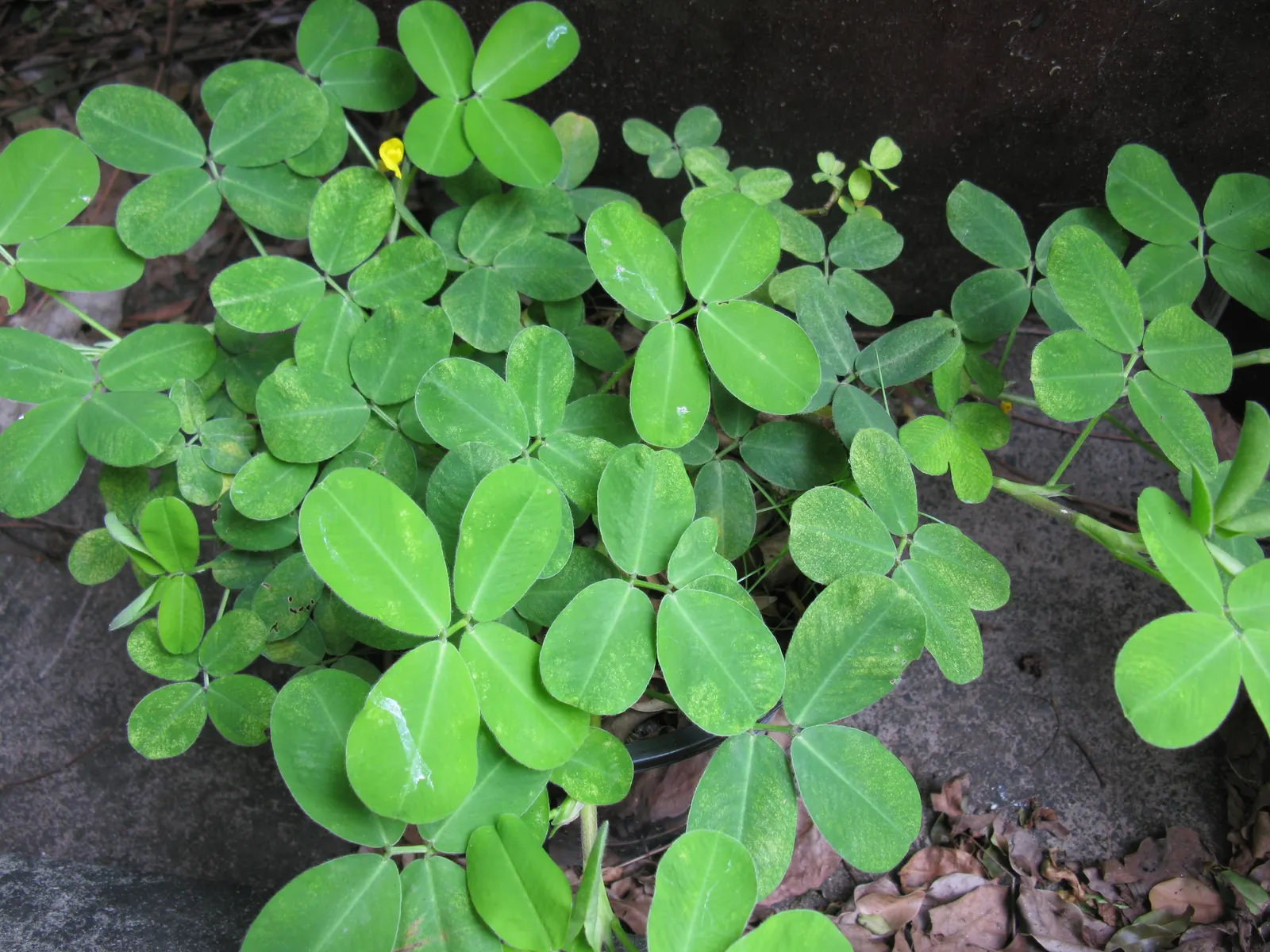 Perennial Peanut (Arachis Glabrata) — Its bright yellow blooms add aesthetic appeal while providing soil stabilization