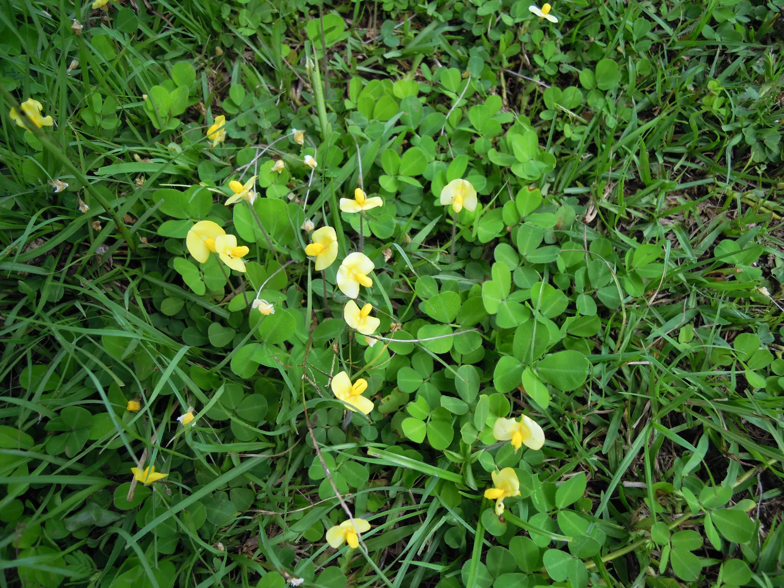 Perennial Peanut (Arachis Glabrata) — This leguminous plant is admired for its attractive