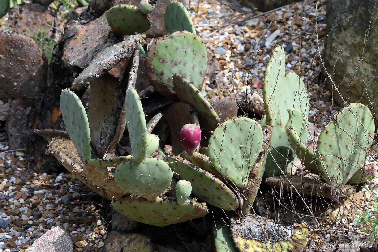 Sprawling Prickly Pear (Opuntia Phaeacantha) — making it ideal for xeriscapes
