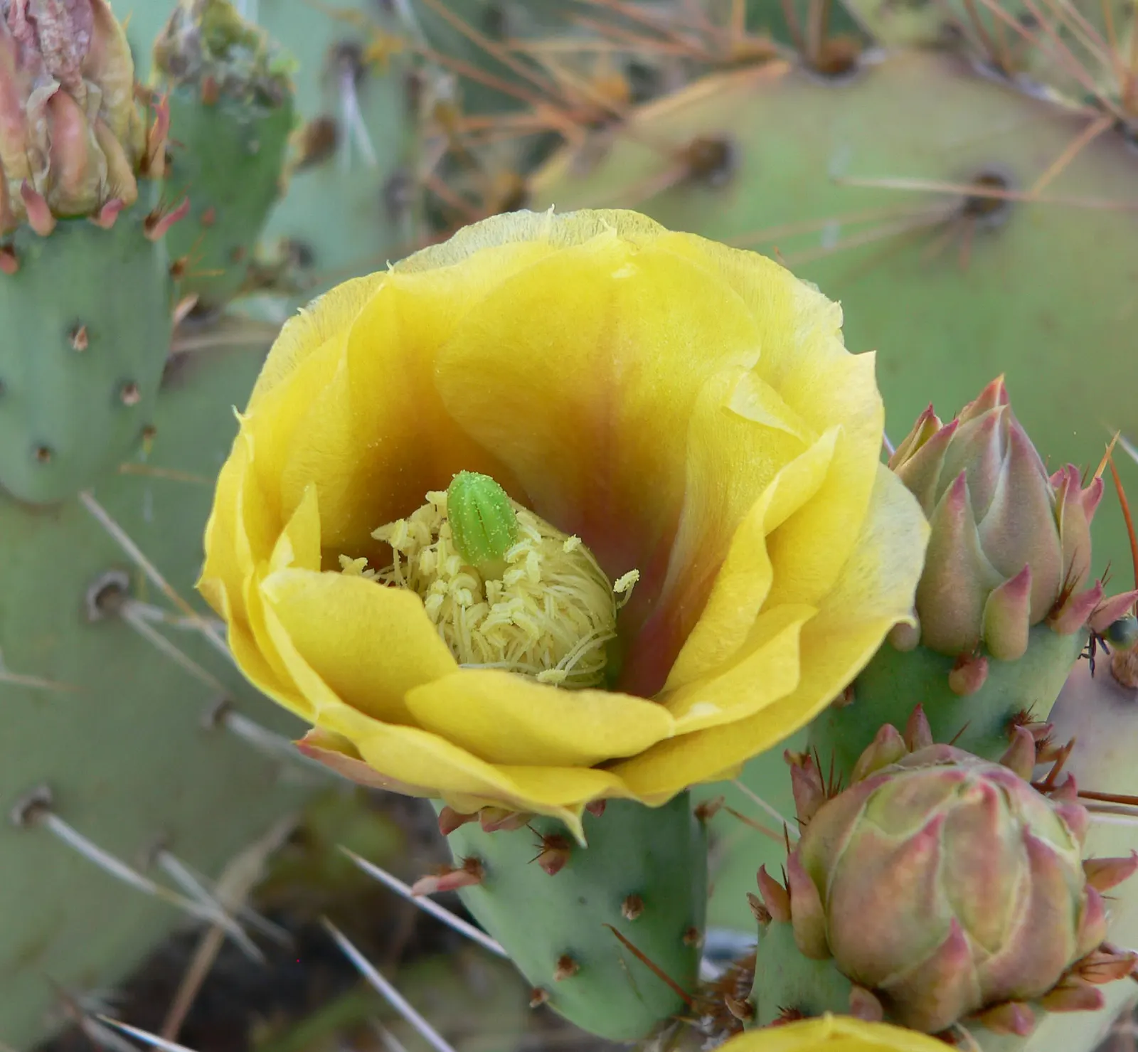 Sprawling Prickly Pear (Opuntia Phaeacantha) — This US native cactus has a sprawling habit and grows moderately to an average height of 2 to 3 feet, image 31