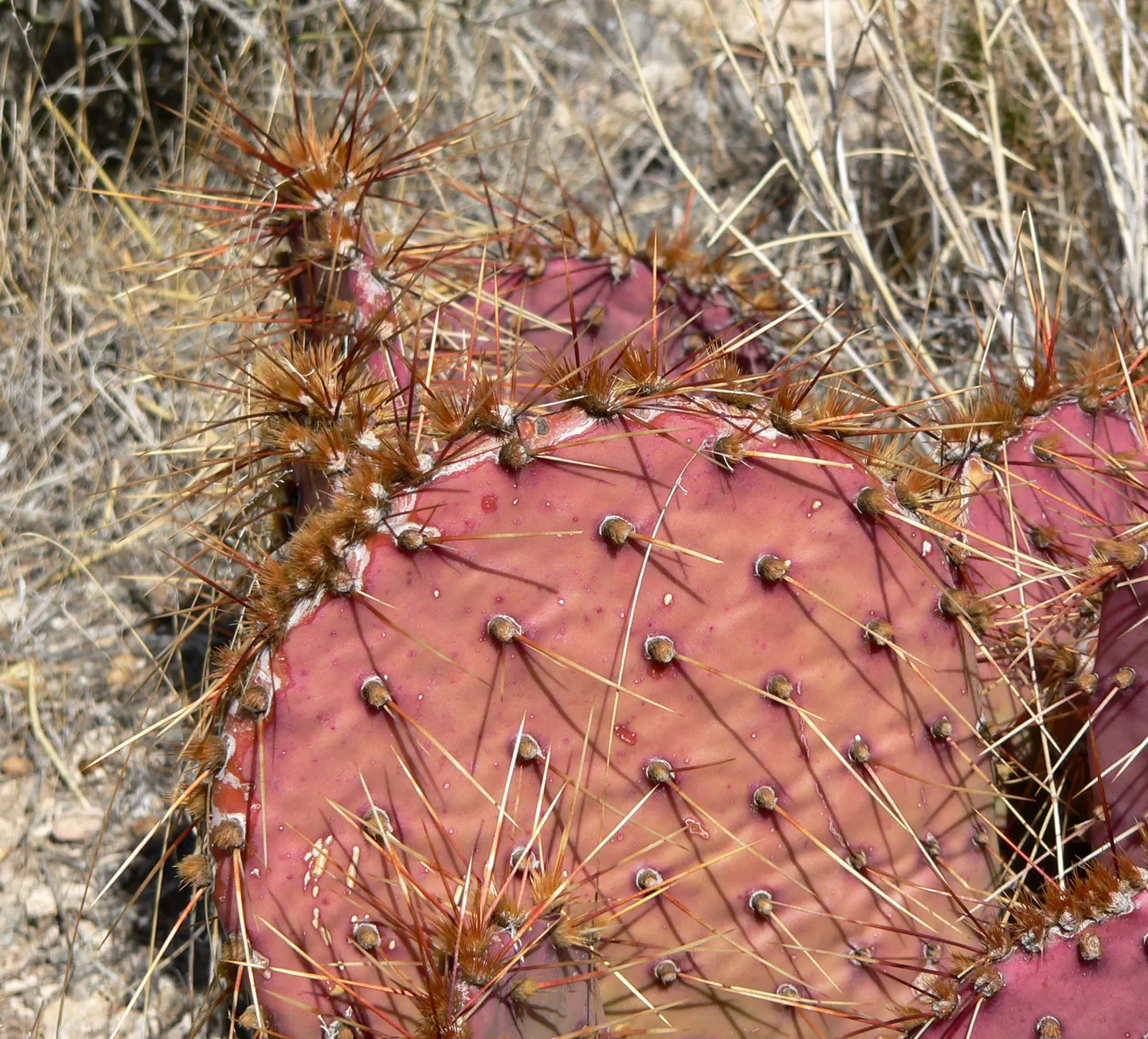 Sprawling Prickly Pear (Opuntia Phaeacantha) — These pads can be up to 6 to 9 inches long