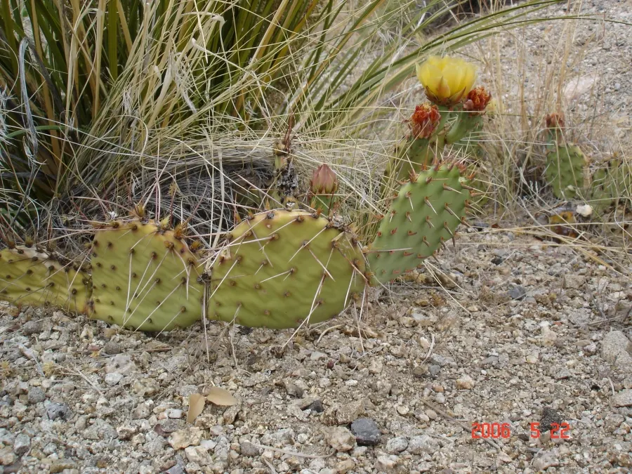 Sprawling Prickly Pear (Opuntia Phaeacantha) — with a spread that can reach up to 4 to 6 feet; during the late spring to early summer