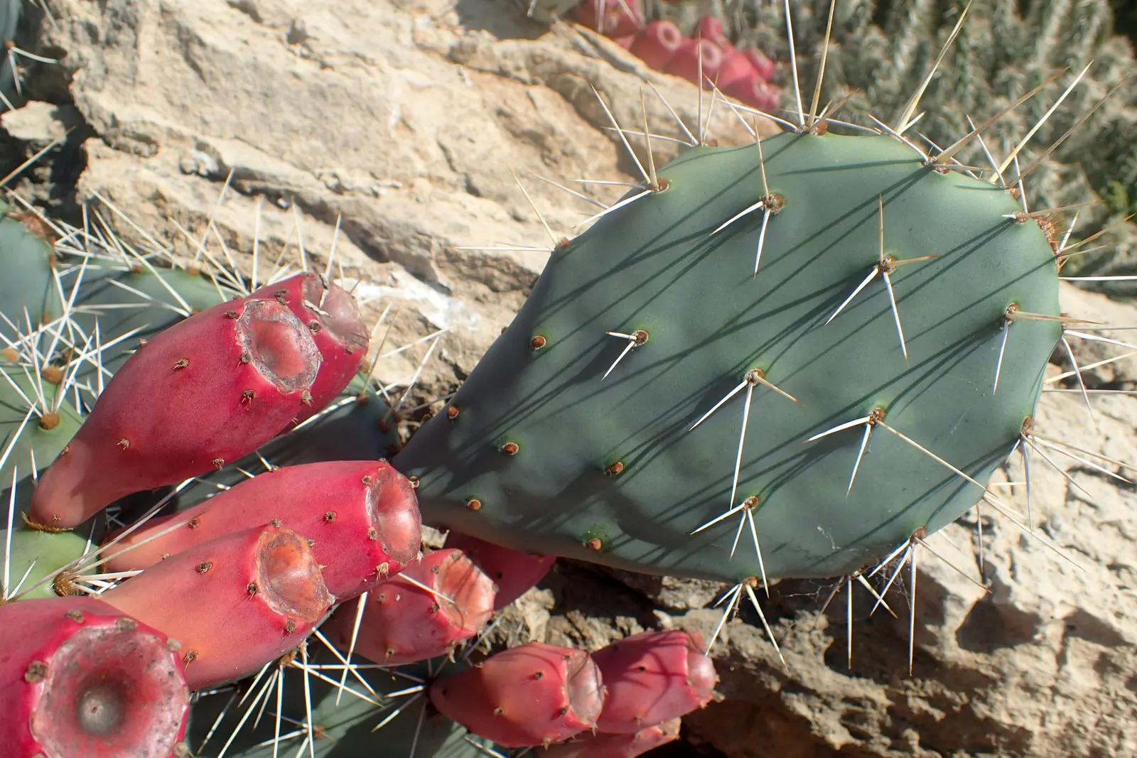 Sprawling Prickly Pear (Opuntia Phaeacantha) — be mindful of its thorny presence and consider its placement away from high-traffic areas; cactus /, image 66