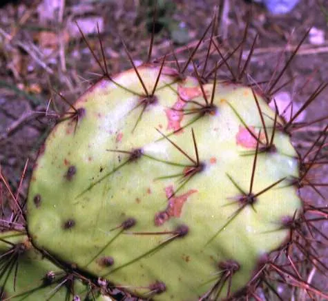 Sprawling Prickly Pear (Opuntia Phaeacantha) — yellow flowers in the garden; and as a ground cover in USDA zones 6-11