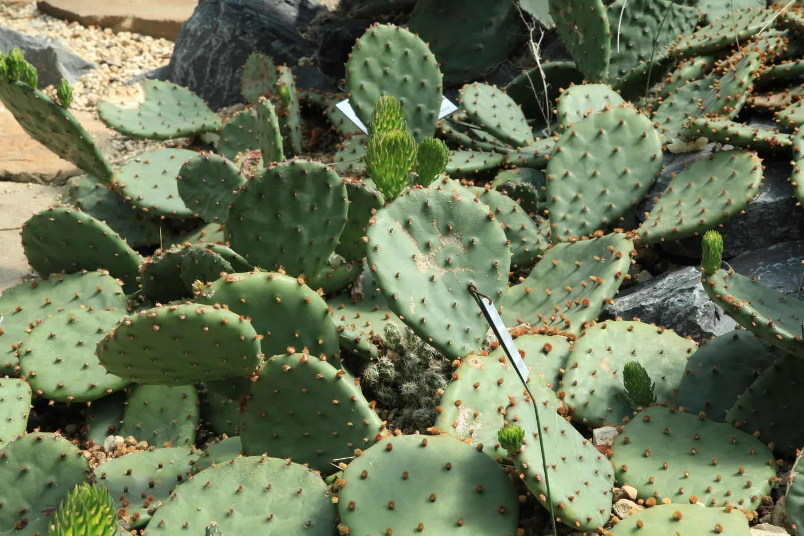 Sprawling Prickly Pear (Opuntia Phaeacantha) — Regular watering is necessary only during the hottest parts of the year or in exceptionally dry conditions; this