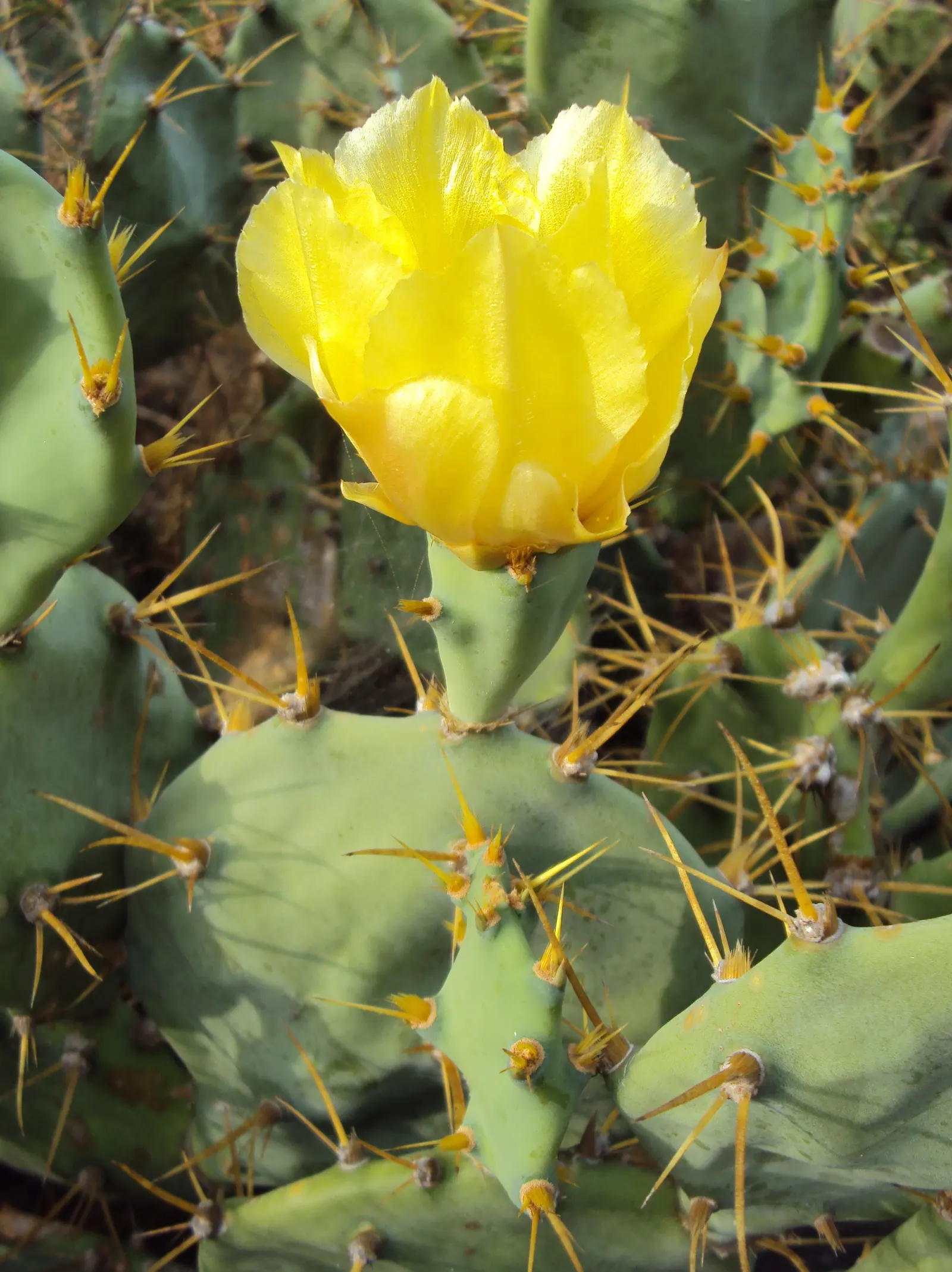 Sprawling Prickly Pear (Opuntia Phaeacantha) — features paddle-like pads that can stretch up to 3 feet long; these pads can be up to 6 to 9 inches long