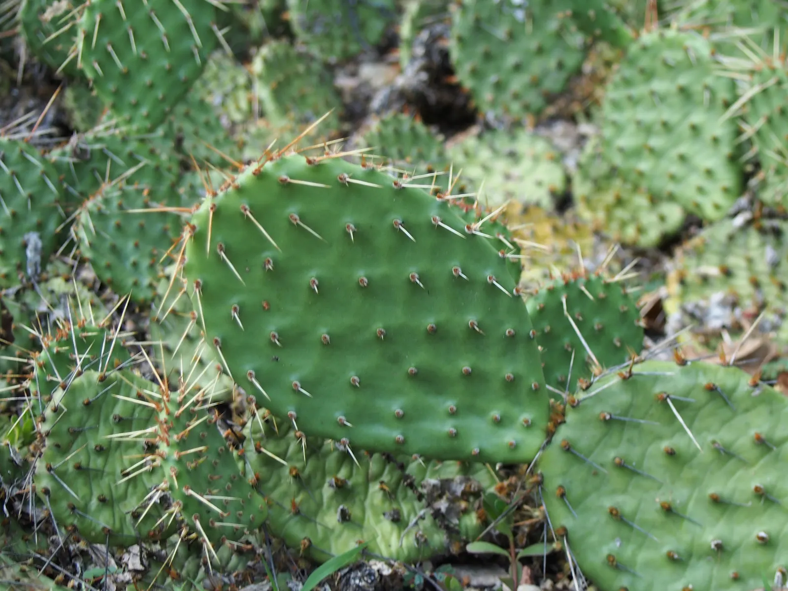 Sprawling Prickly Pear (Opuntia Phaeacantha) — This low-maintenance plant thrives in full sun and well-draining soil; features paddle-like pads that can