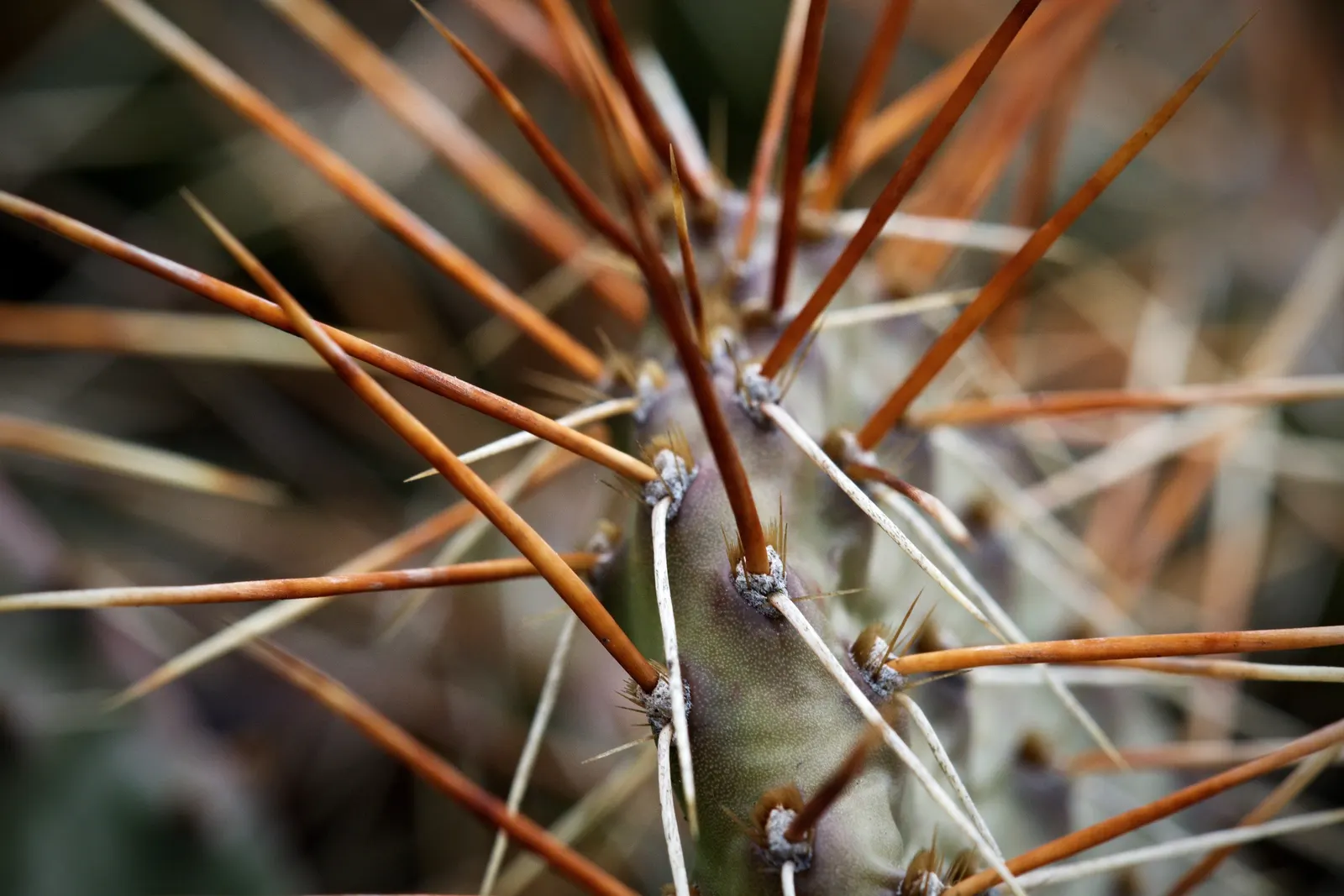 Sprawling Prickly Pear (Opuntia Phaeacantha) — The plant's surface is dotted with clusters of spines and barbed bristles known as glochids