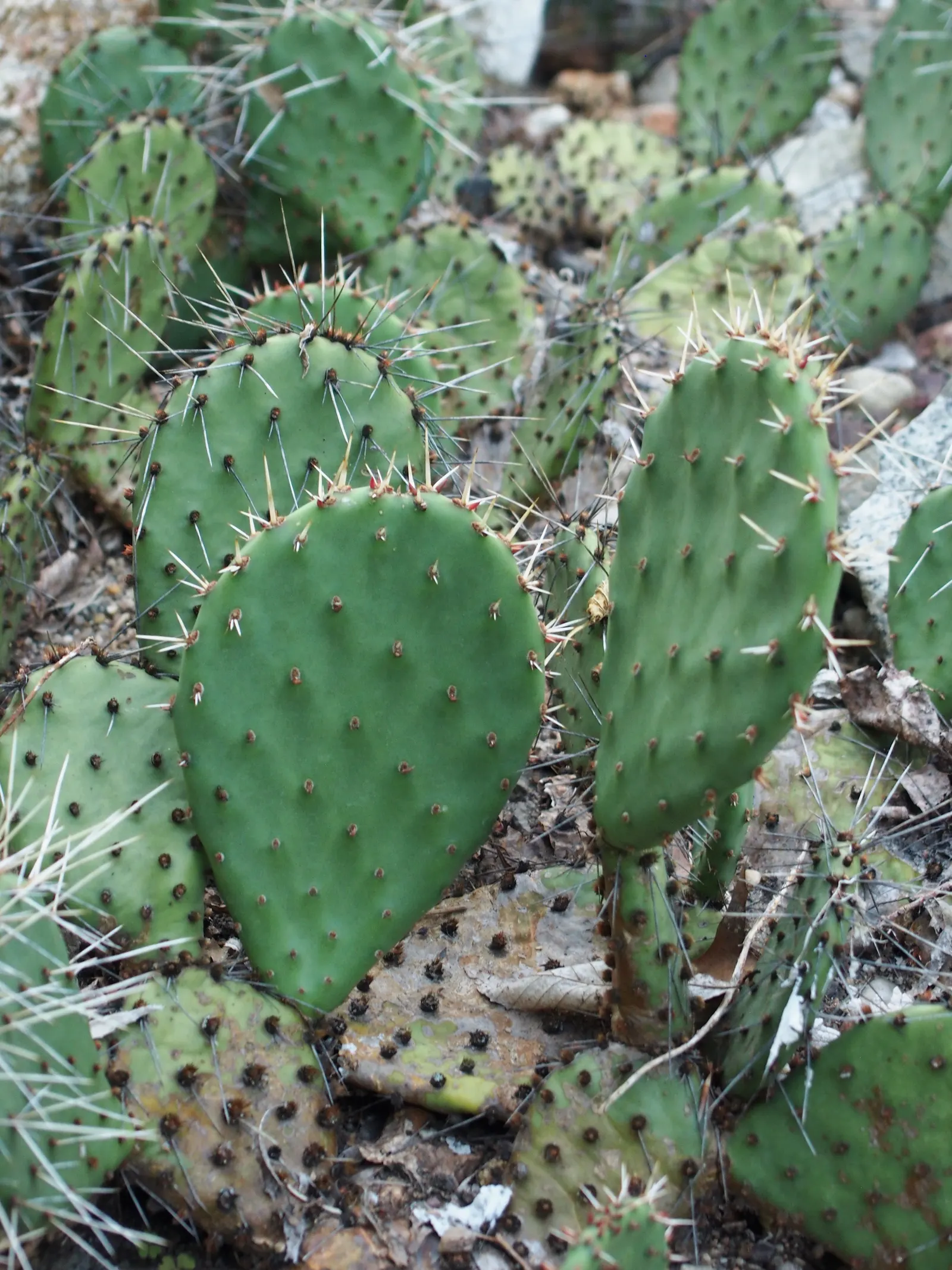 Sprawling Prickly Pear (Opuntia Phaeacantha) — scientifically known as Opuntia phaeacantha; cactus / shrub / succulent for full or half, image 53