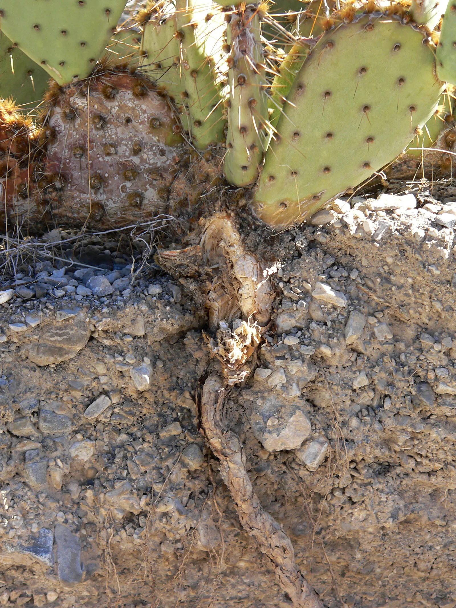 Sprawling Prickly Pear (Opuntia Phaeacantha) — cactus / shrub / succulent with yellow blooms; which require careful handling - using gloves is advised