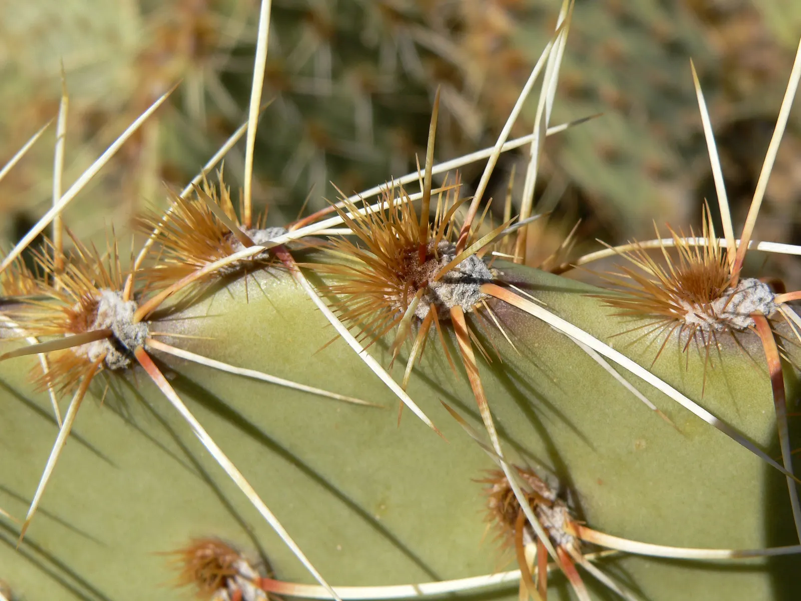 Sprawling Prickly Pear (Opuntia Phaeacantha) — which require careful handling - using gloves is advised