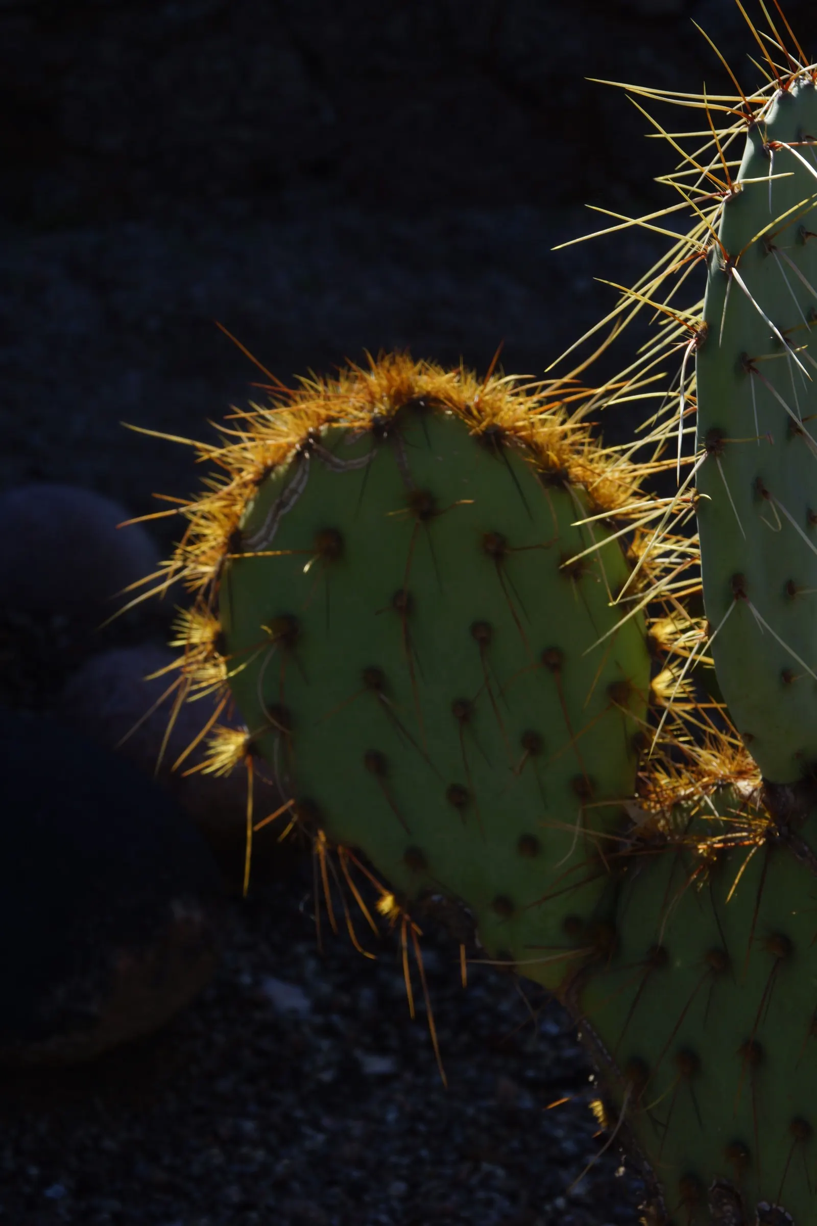 Sprawling Prickly Pear (Opuntia Phaeacantha) — This low-maintenance plant thrives in full sun and well-draining soil