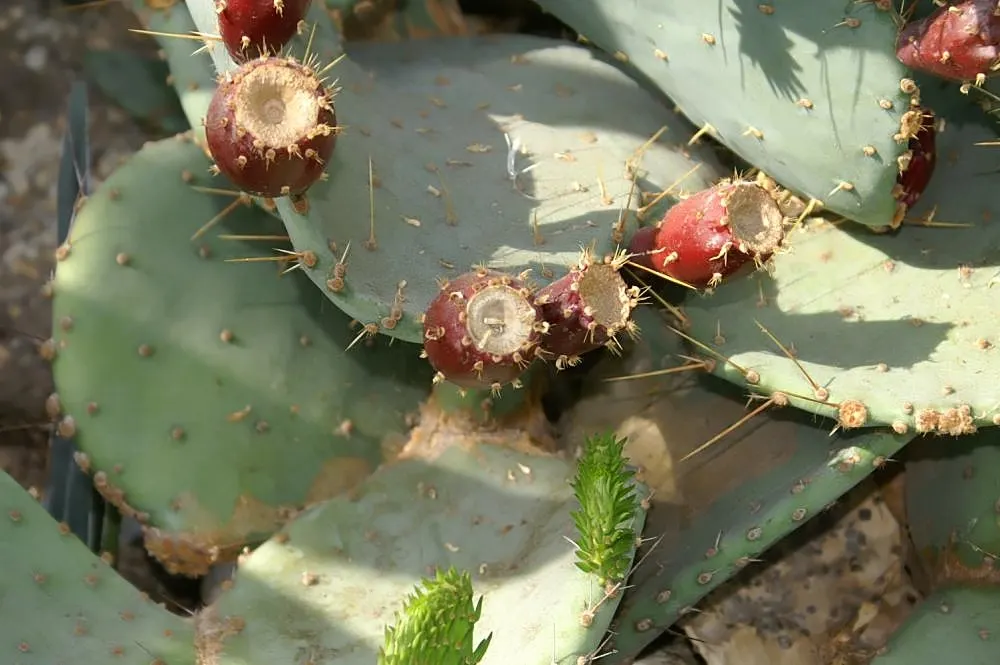 Sprawling Prickly Pear (Opuntia Phaeacantha) — These pads can be up to 6 to 9 inches long; making it ideal for xeriscapes, image 57