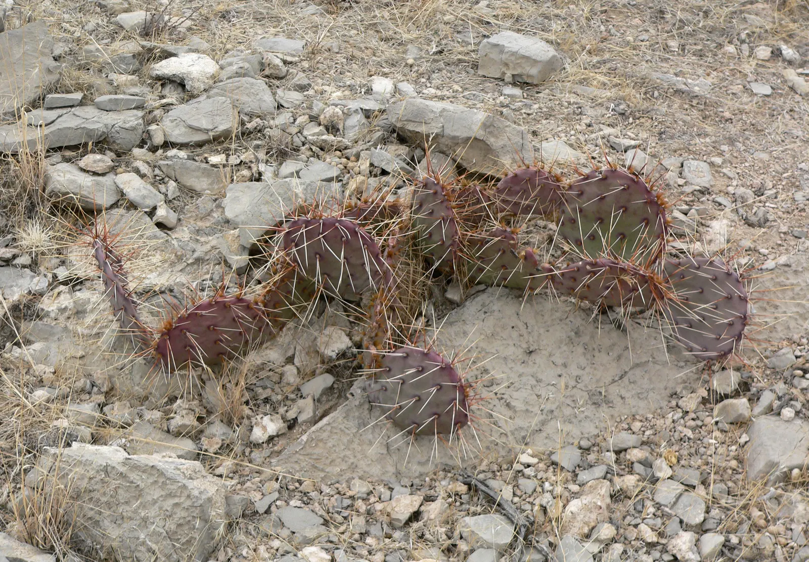 Sprawling Prickly Pear (Opuntia Phaeacantha) — Regular watering is necessary only during the hottest parts of the year or in exceptionally dry conditions