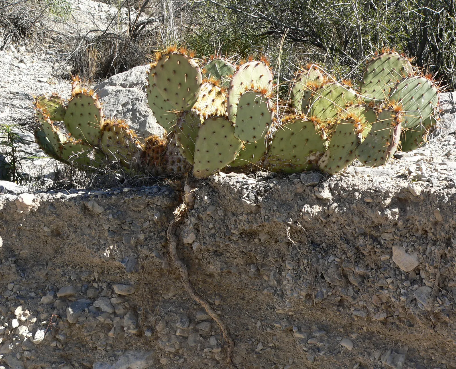 Sprawling Prickly Pear (Opuntia Phaeacantha) — When incorporating this plant into your landscape designs