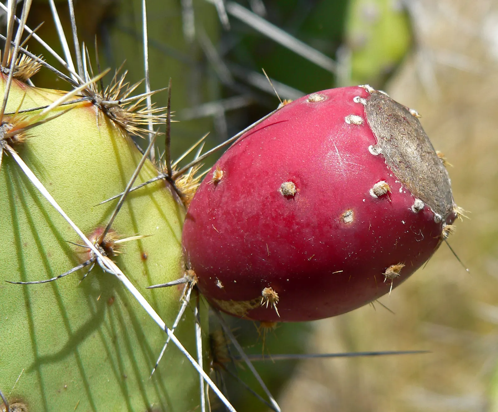 Sprawling Prickly Pear (Opuntia Phaeacantha) — During the late spring to early summer; it produces yellow to orange blooms with a diameter of 2-3 inches