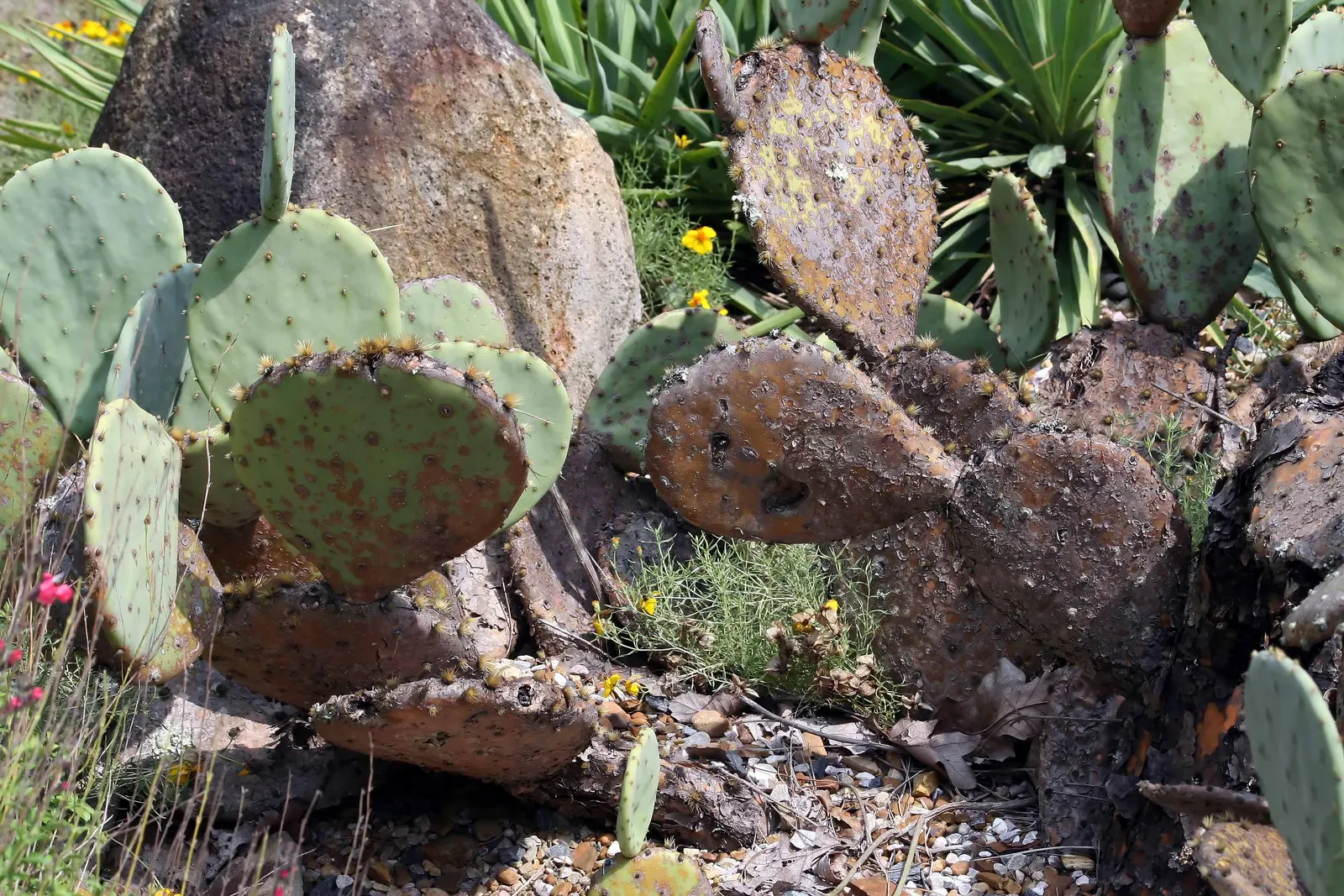 Sprawling Prickly Pear (Opuntia Phaeacantha) — During the late spring to early summer; it produces yellow to orange blooms with a diameter of 2-3, image 60