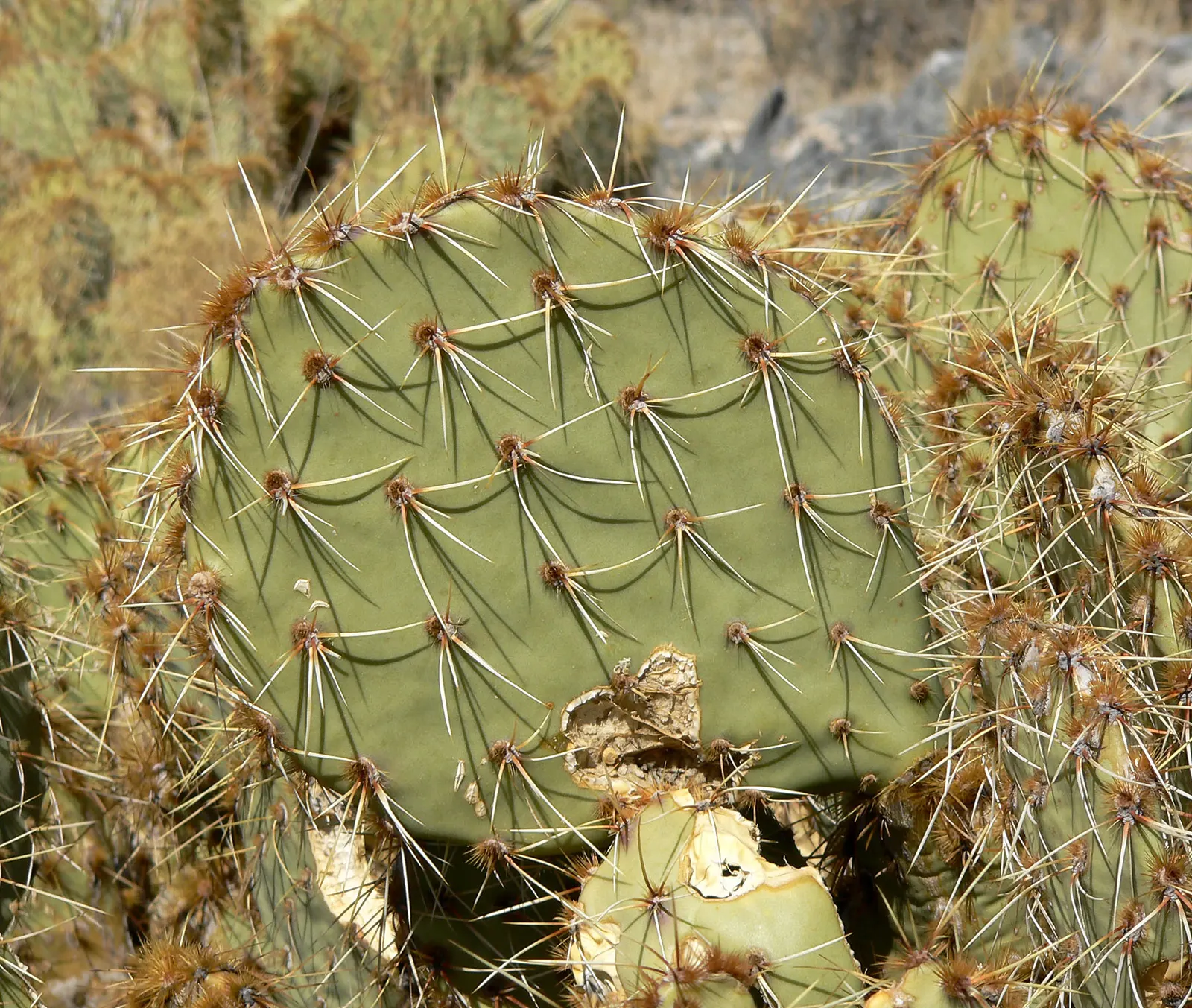 Sprawling Prickly Pear (Opuntia Phaeacantha) — which are edible and often attract local wildlife.<br><br>Due to its drought-tolerant nature