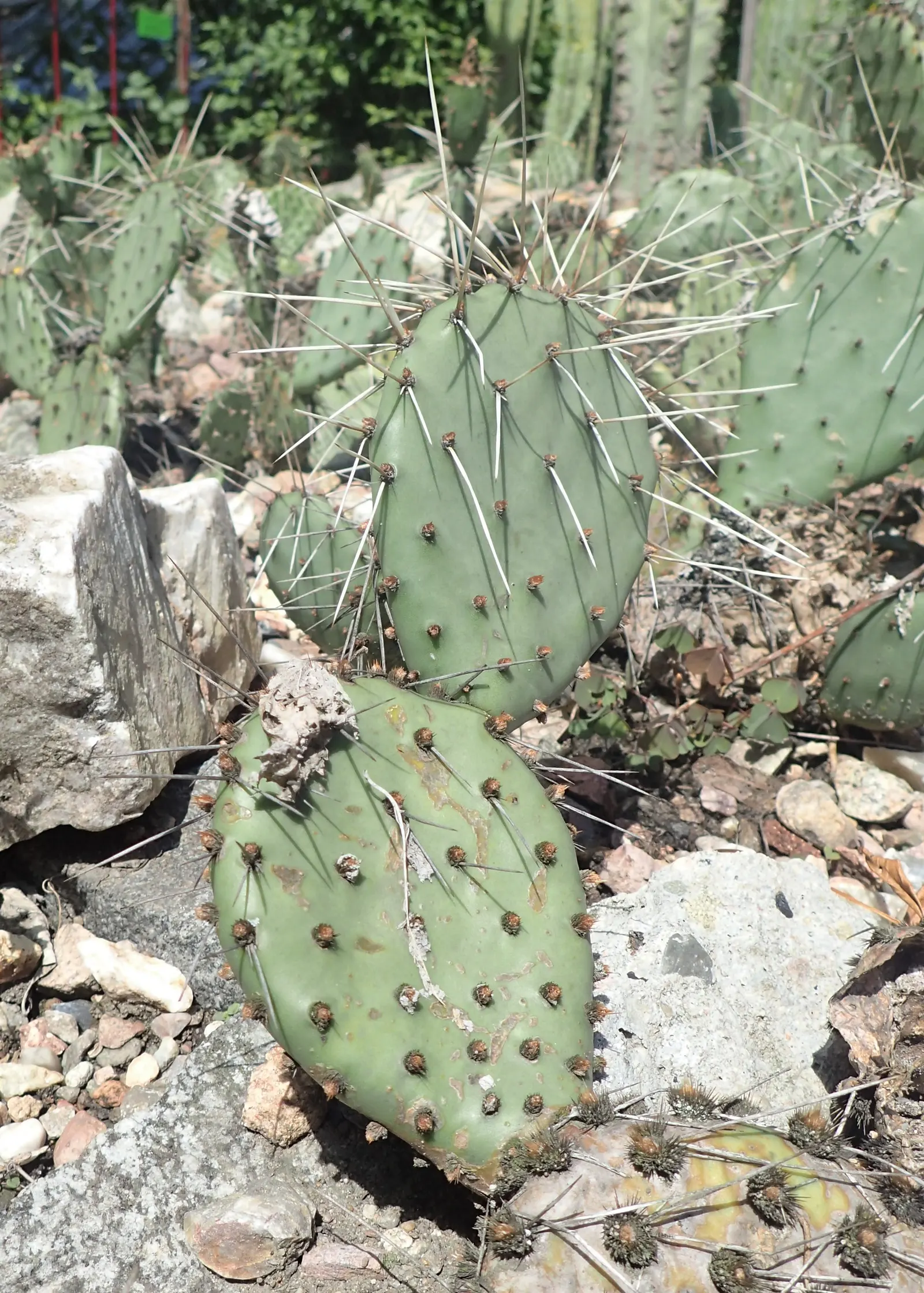 Sprawling Prickly Pear (Opuntia Phaeacantha) — scientifically known as Opuntia phaeacantha