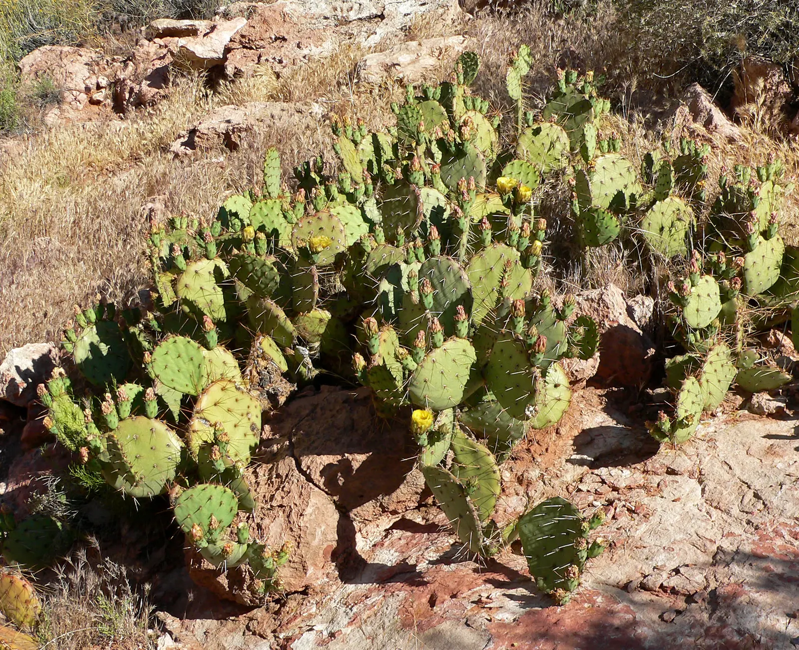 Sprawling Prickly Pear (Opuntia Phaeacantha) — cactus / shrub / succulent for full or half; be mindful of its thorny presence and consider its placement away