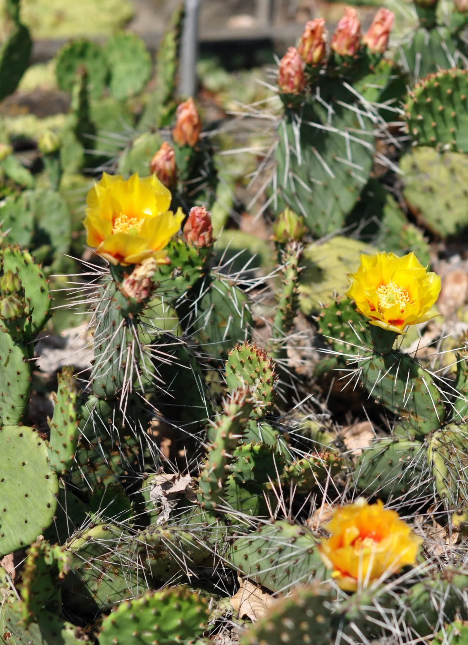 Sprawling Prickly Pear (Opuntia Phaeacantha) — It is well-suited for USDA zones 6 through 9; yellow flowers in the garden, image 56
