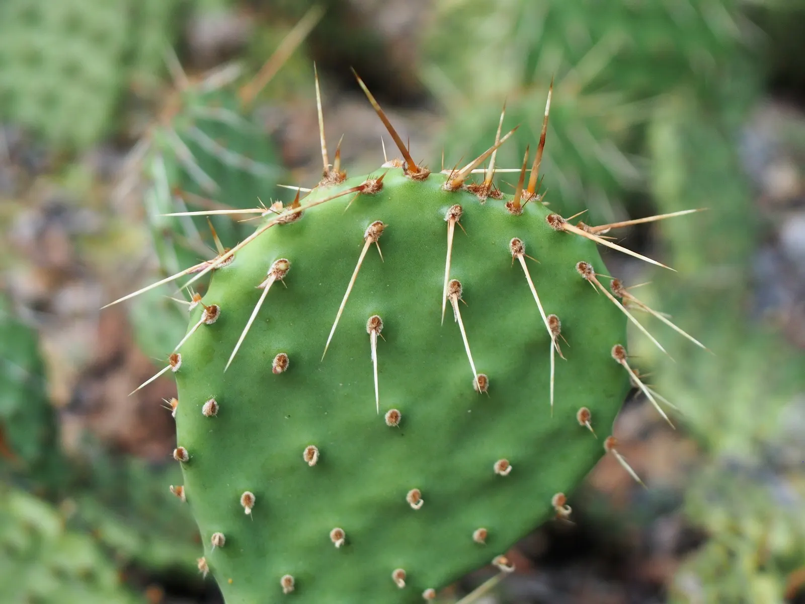 Sprawling Prickly Pear (Opuntia Phaeacantha) — cactus / shrub / succulent for full or half
