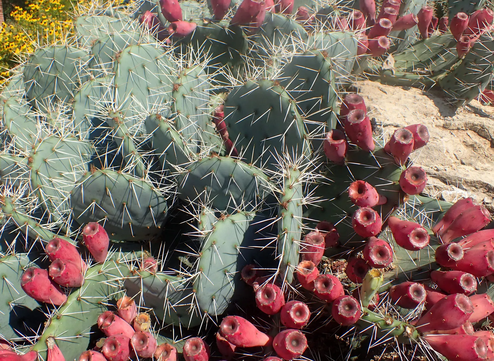Sprawling Prickly Pear (Opuntia Phaeacantha) — It prefers full sun exposure and well-draining soil, making it a low-maintenance addition to any garden; the