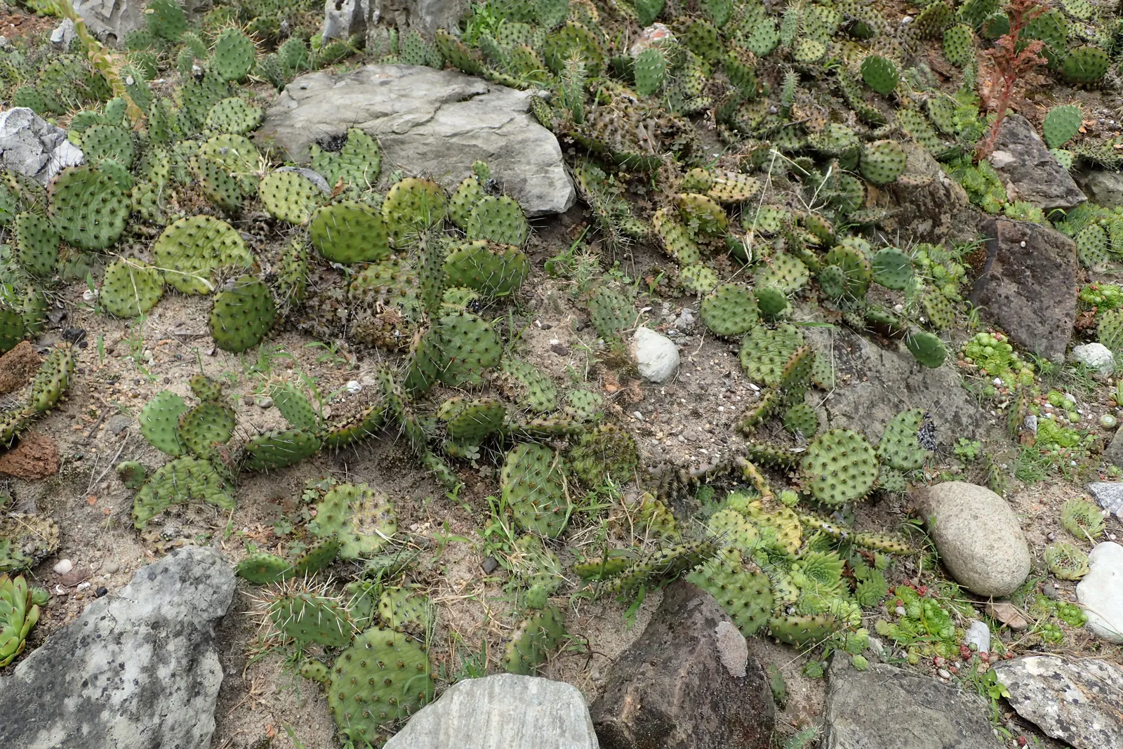 Sprawling Prickly Pear (Opuntia Phaeacantha) — and as a ground cover in USDA zones 6-11