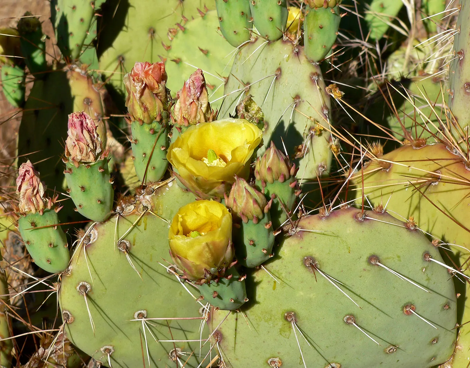 Sprawling Prickly Pear (Opuntia Phaeacantha) — When incorporating this plant into your landscape designs; which are edible and often attract local, image 65