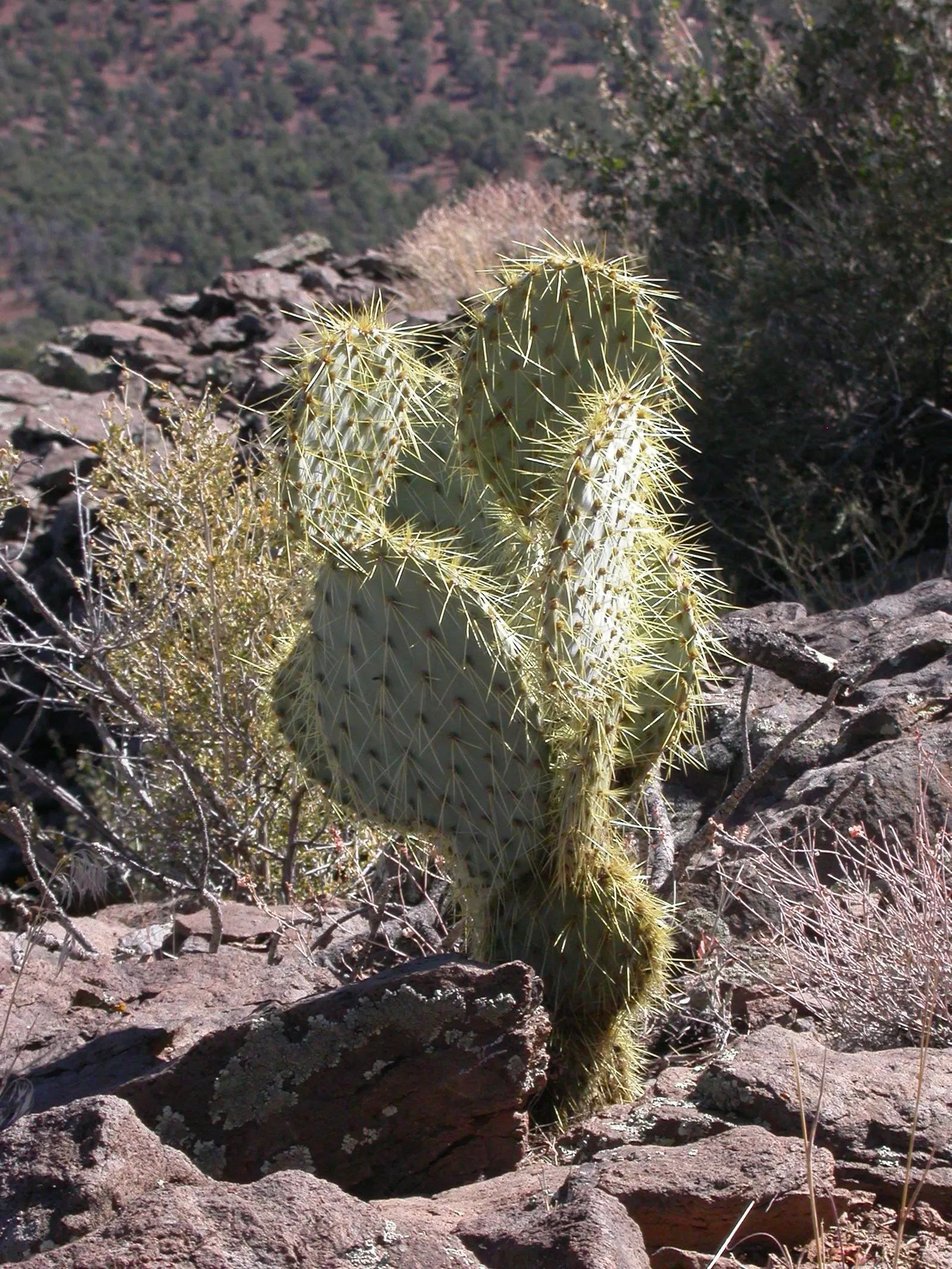 Sprawling Prickly Pear (Opuntia Phaeacantha) — The plant's surface is dotted with clusters of spines and barbed bristles known as glochids, image 35