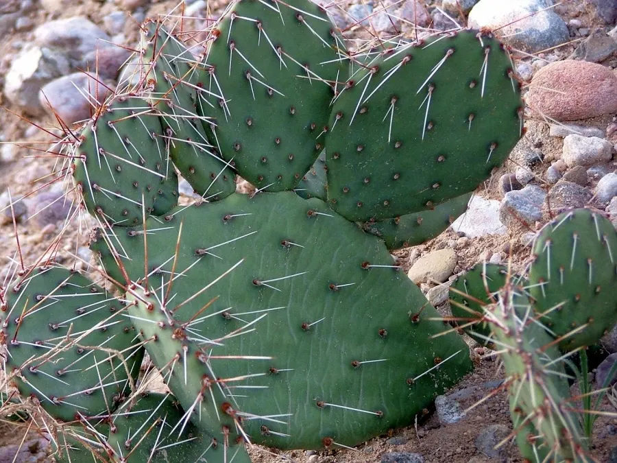 Sprawling Prickly Pear (Opuntia Phaeacantha) — which require careful handling - using gloves is advised; when incorporating this plant into your landscape