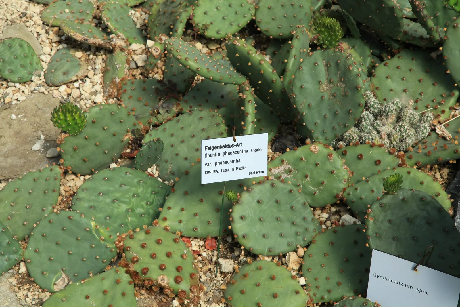 Sprawling Prickly Pear (Opuntia Phaeacantha) — features paddle-like pads that can stretch up to 3 feet long; these pads can be up to 6 to 9 inches, image 48