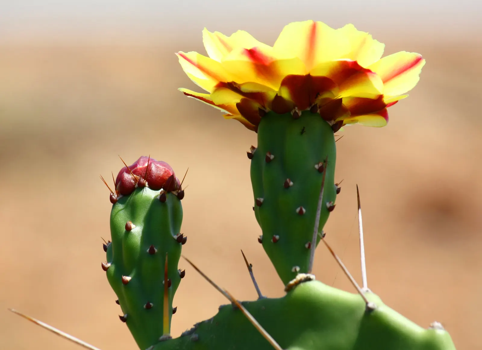 Sprawling Prickly Pear (Opuntia Phaeacantha) — Regular watering is necessary only during the hottest parts of the year or in exceptionally dry, image 64