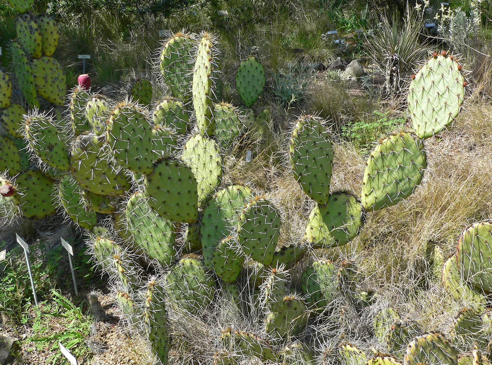 Sprawling Prickly Pear (Opuntia Phaeacantha) — It prefers full sun exposure and well-draining soil, making it a low-maintenance addition to any, image 63