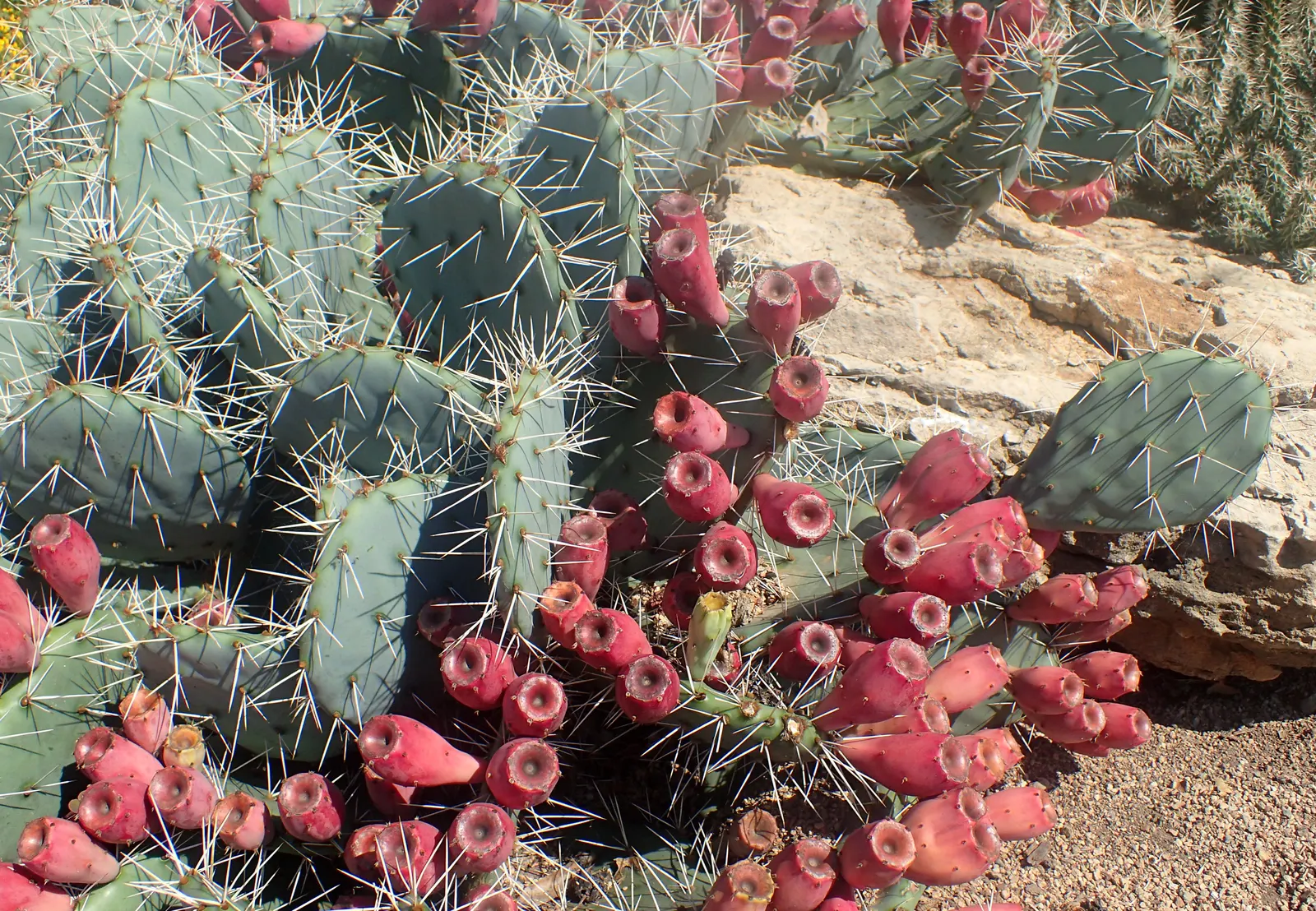 Sprawling Prickly Pear (Opuntia Phaeacantha) — the Opuntia phaeacantha is an excellent choice for xeriscaping; it prefers full sun exposure and, image 62
