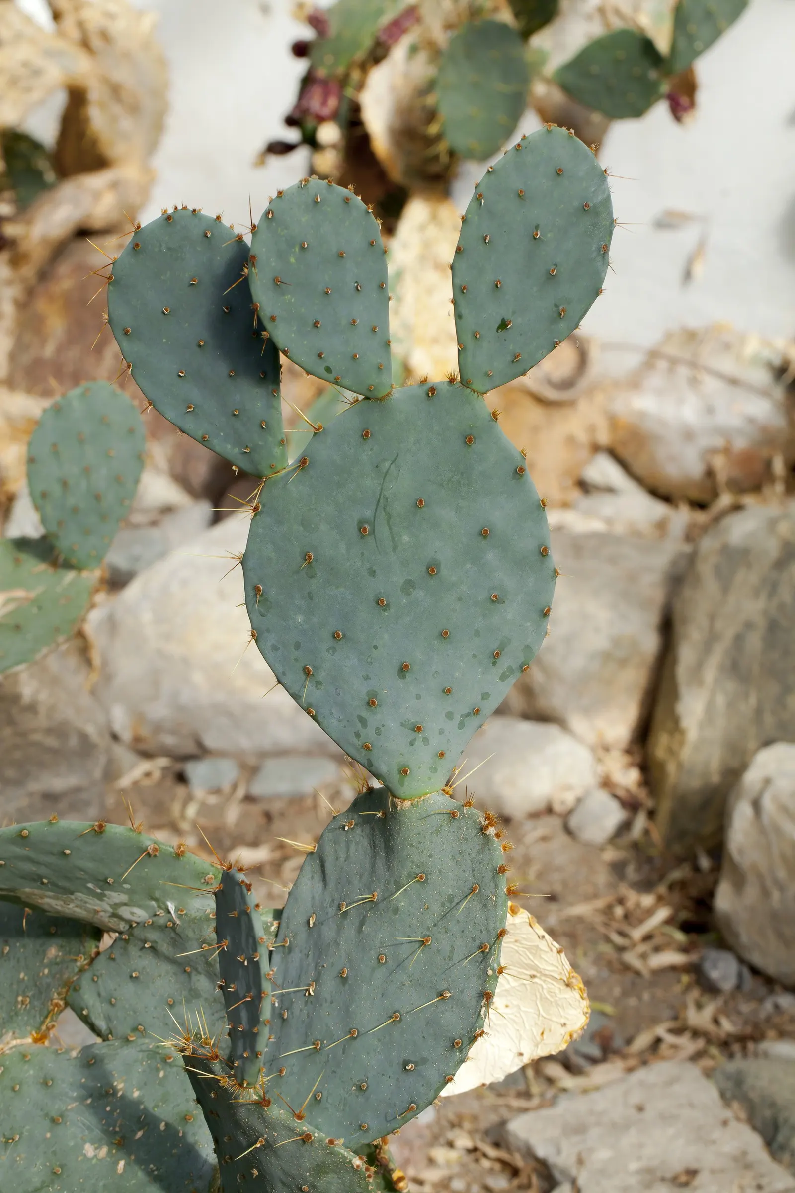 Sprawling Prickly Pear (Opuntia Phaeacantha) — which are edible and often attract local wildlife.<br><br>Due to its drought-tolerant nature; it is, image 61
