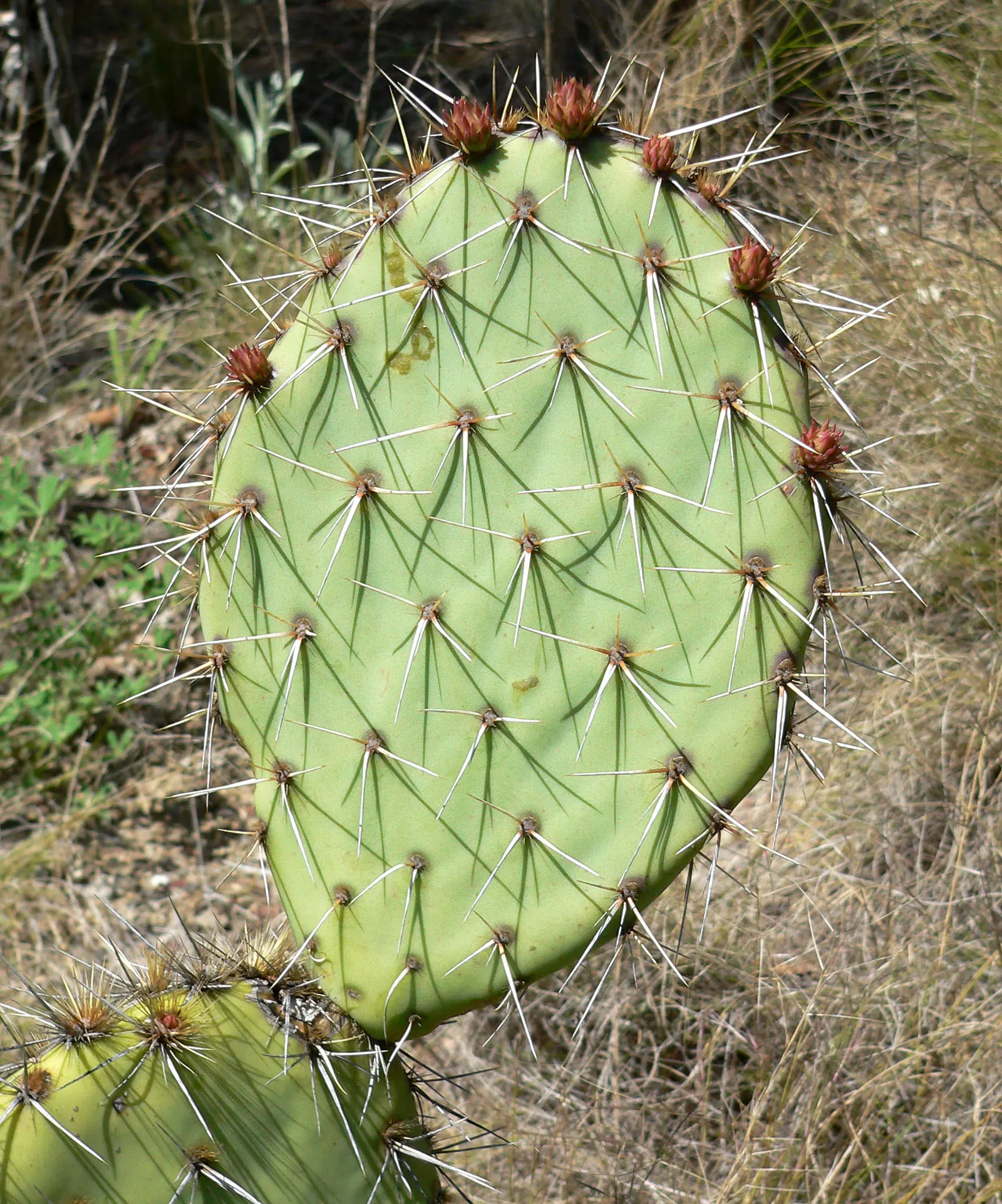 Sprawling Prickly Pear (Opuntia Phaeacantha) — features paddle-like pads that can stretch up to 3 feet long