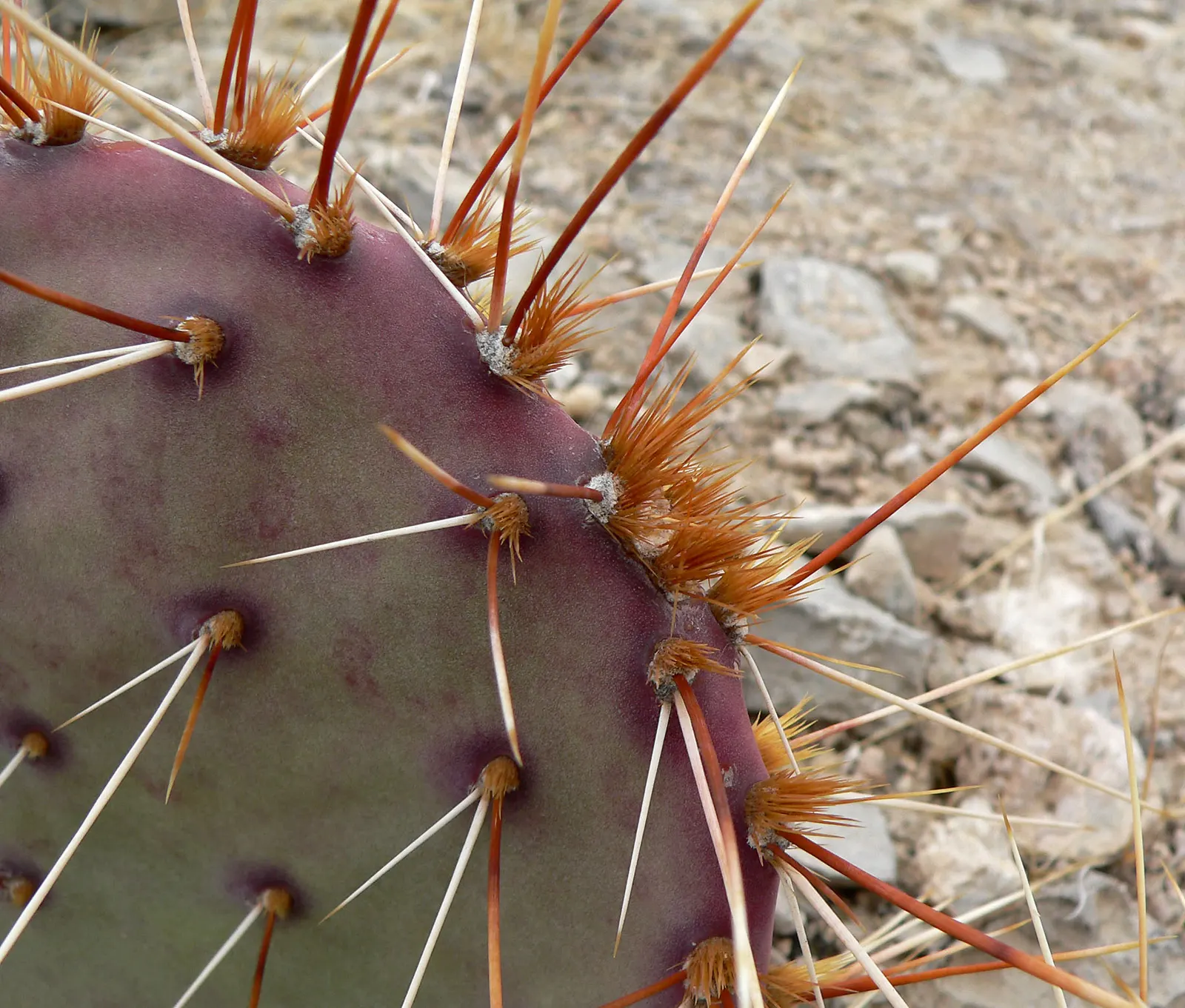 Sprawling Prickly Pear (Opuntia Phaeacantha) — the Opuntia phaeacantha is an excellent choice for xeriscaping
