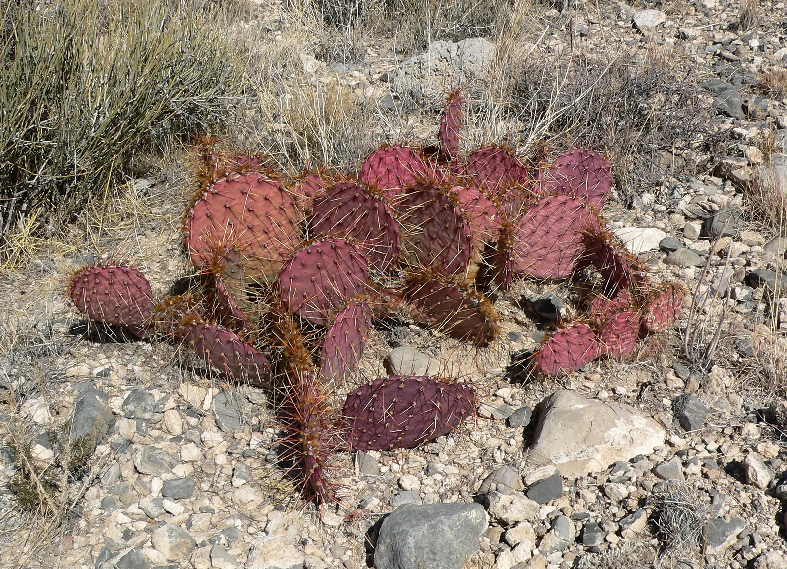 Sprawling Prickly Pear (Opuntia Phaeacantha) — making it ideal for xeriscapes; with a spread that can reach up to 4 to 6 feet