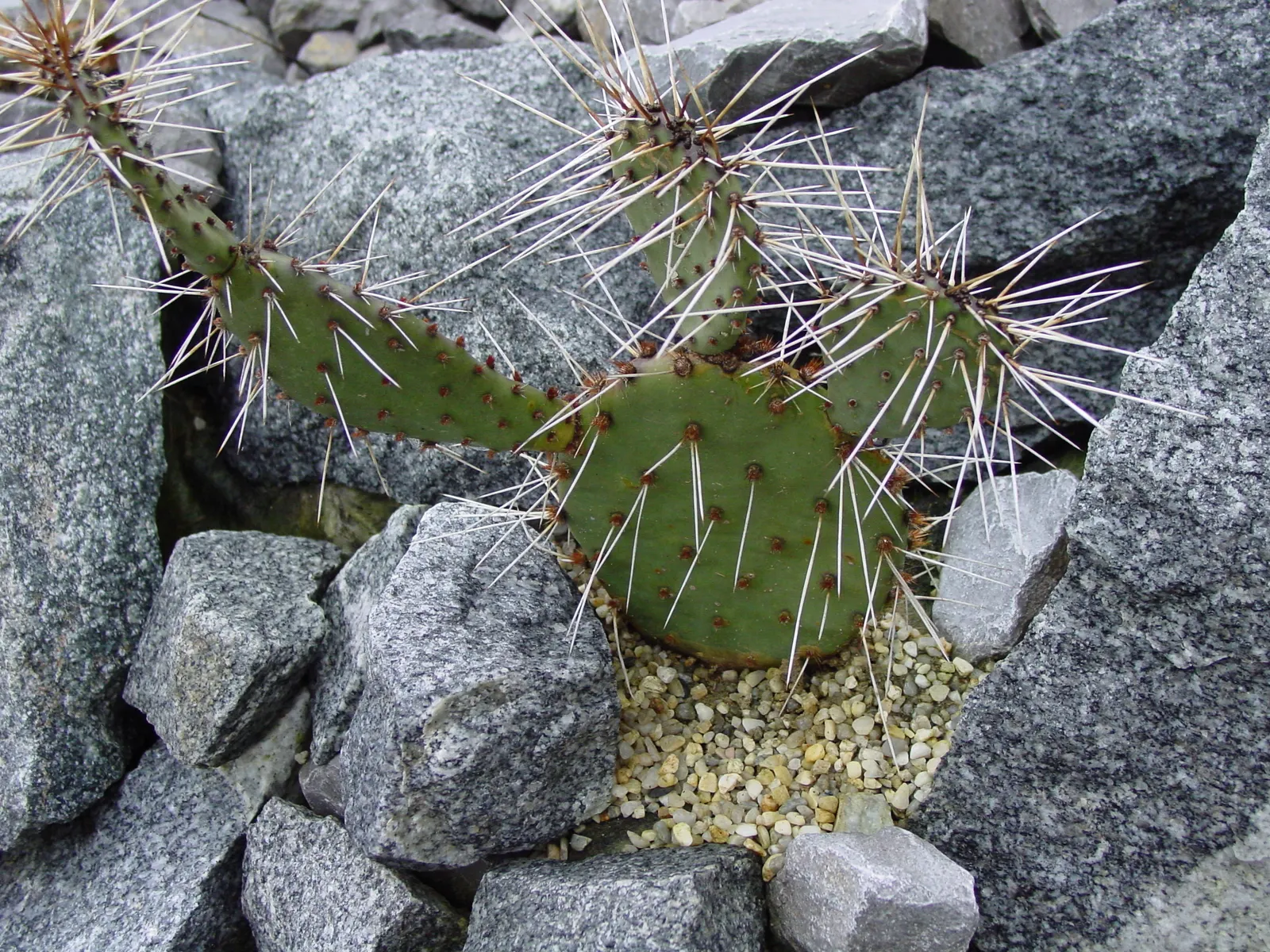 Sprawling Prickly Pear (Opuntia Phaeacantha) — and as a ground cover in USDA zones 6-11; the Opuntia phaeacantha is an excellent choice for, image 52
