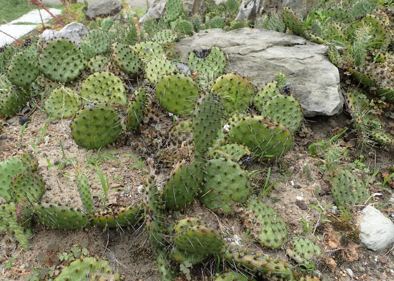 Sprawling Prickly Pear (Opuntia Phaeacantha) — The plant's surface is dotted with clusters of spines and barbed bristles known as glochids, image 58