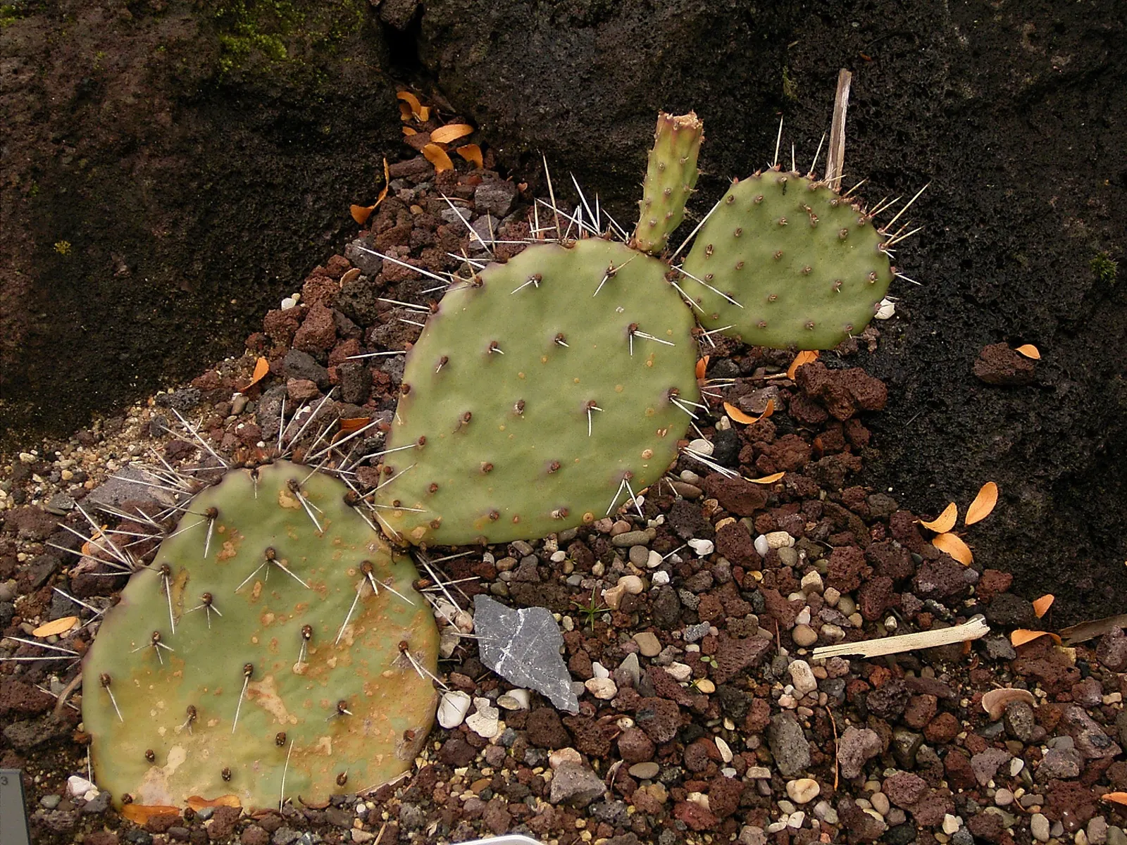 Sprawling Prickly Pear (Opuntia Phaeacantha) — This US native cactus has a sprawling habit and grows moderately to an average height of 2 to 3 feet, image 54