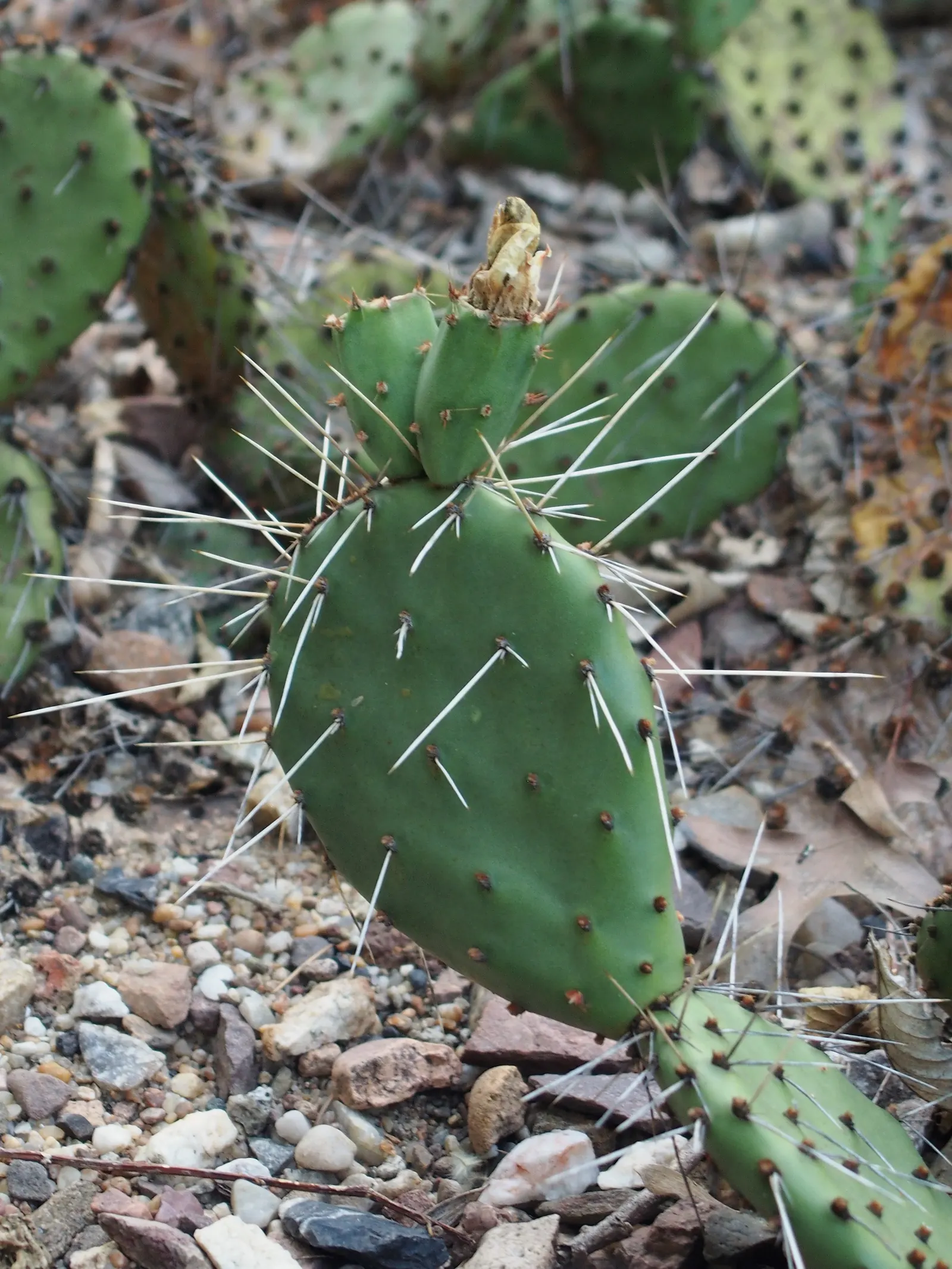 Sprawling Prickly Pear (Opuntia Phaeacantha) — which require careful handling - using gloves is advised; when incorporating this plant into your, image 59